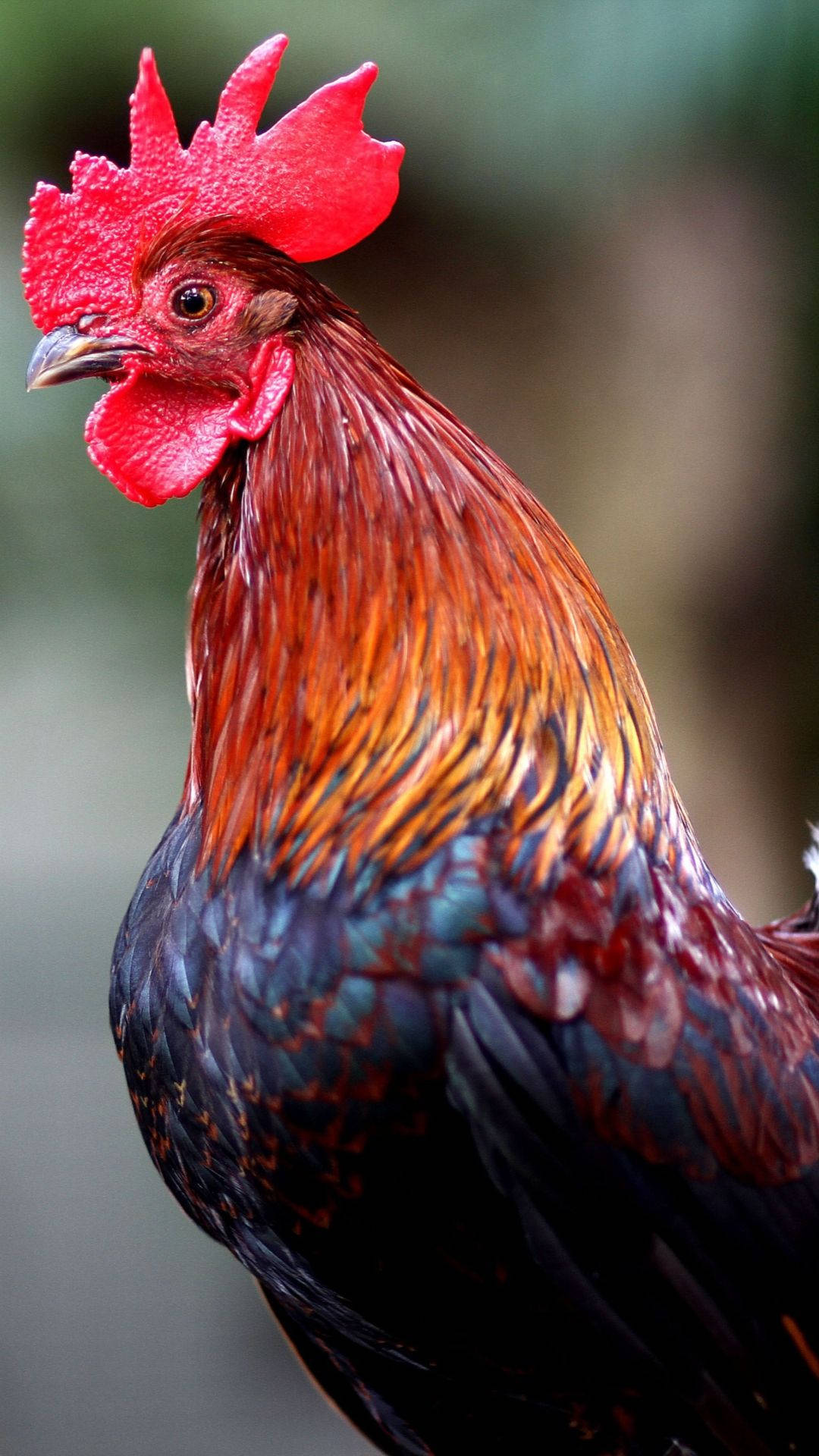 Black Red Rooster, fiery red comb, iridescent feathers, Full HD Phone Wallpaper