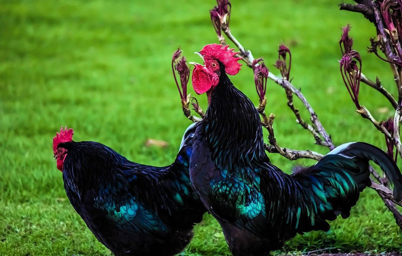 black roosters, iridescent black chickens, vibrant red combs, HD Desktop Wallpaper