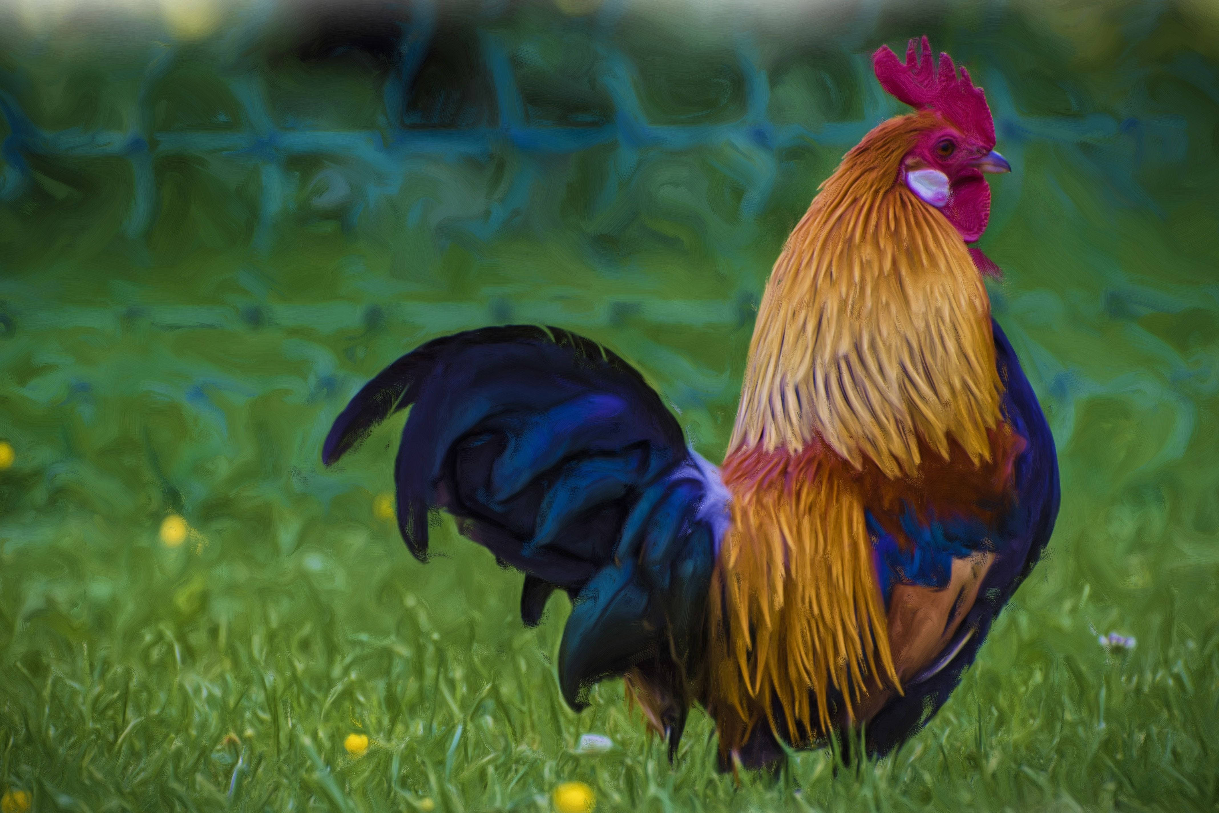 rooster, golden feathers, blue tail, 4K Desktop Wallpaper