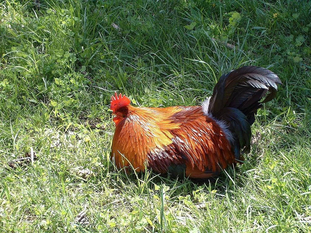 rooster, fiery orange and black feathers, sunlit patch of lush green grass, SD Desktop Wallpaper