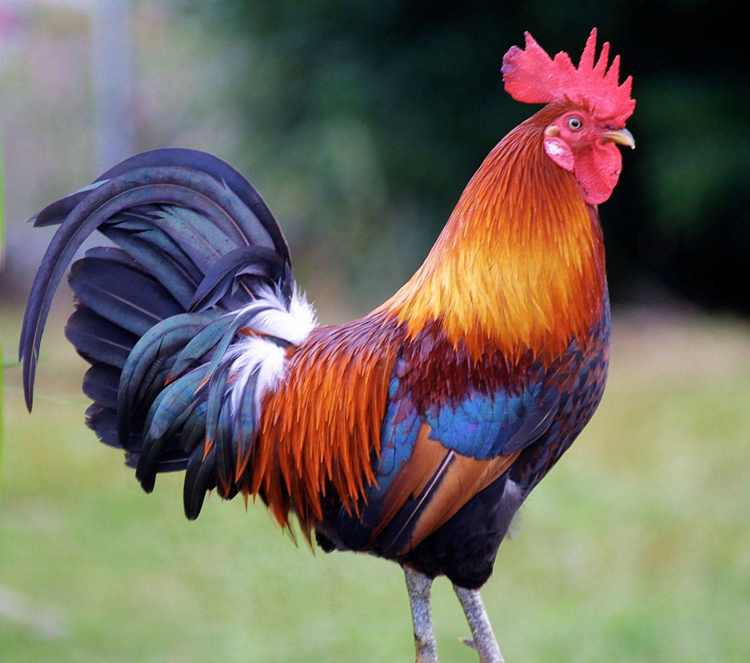 Black Red Rooster, fiery orange chest, blue wings, HD Desktop Wallpaper