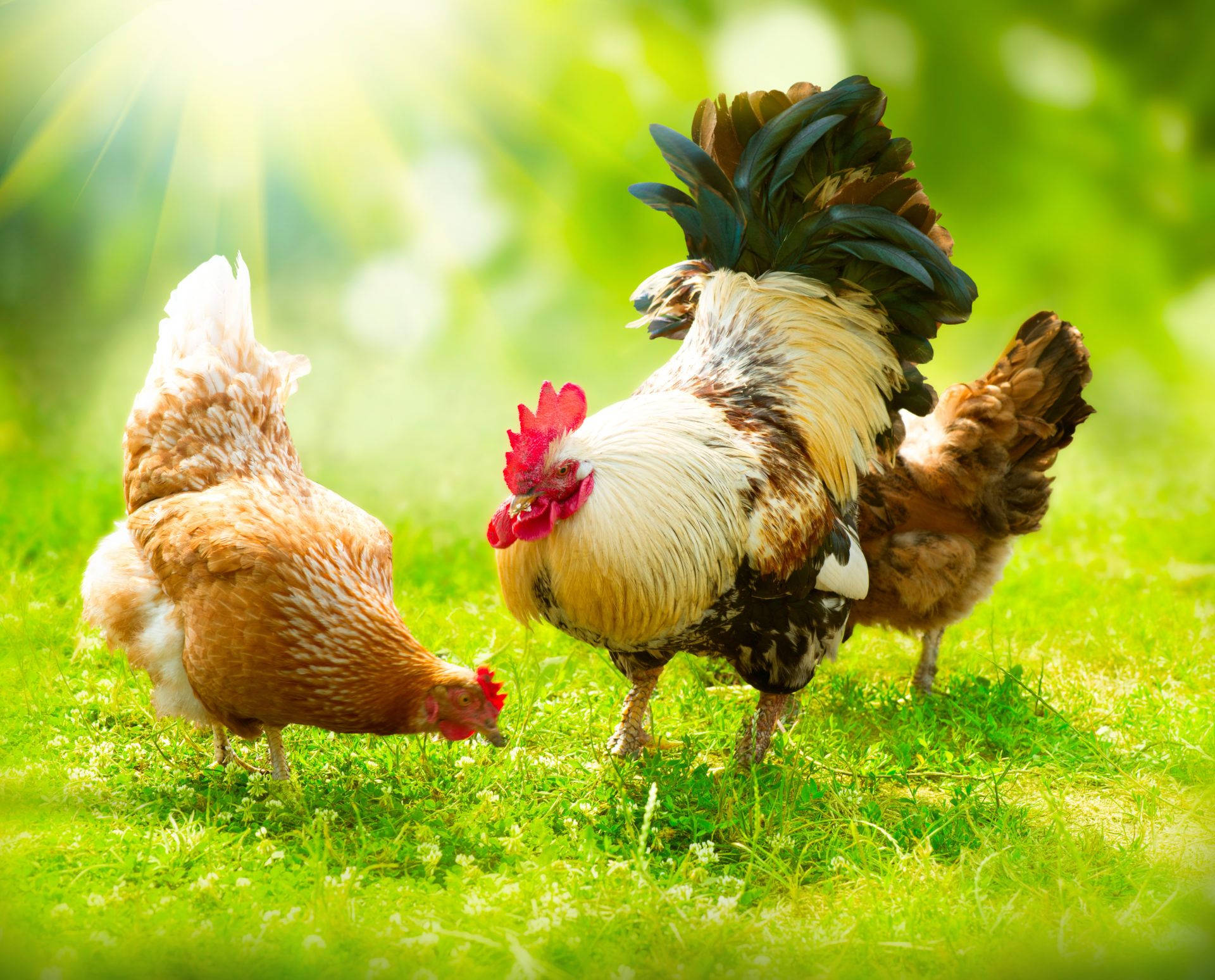 rooster, hen, sunlit grass, Full HD Desktop Wallpaper