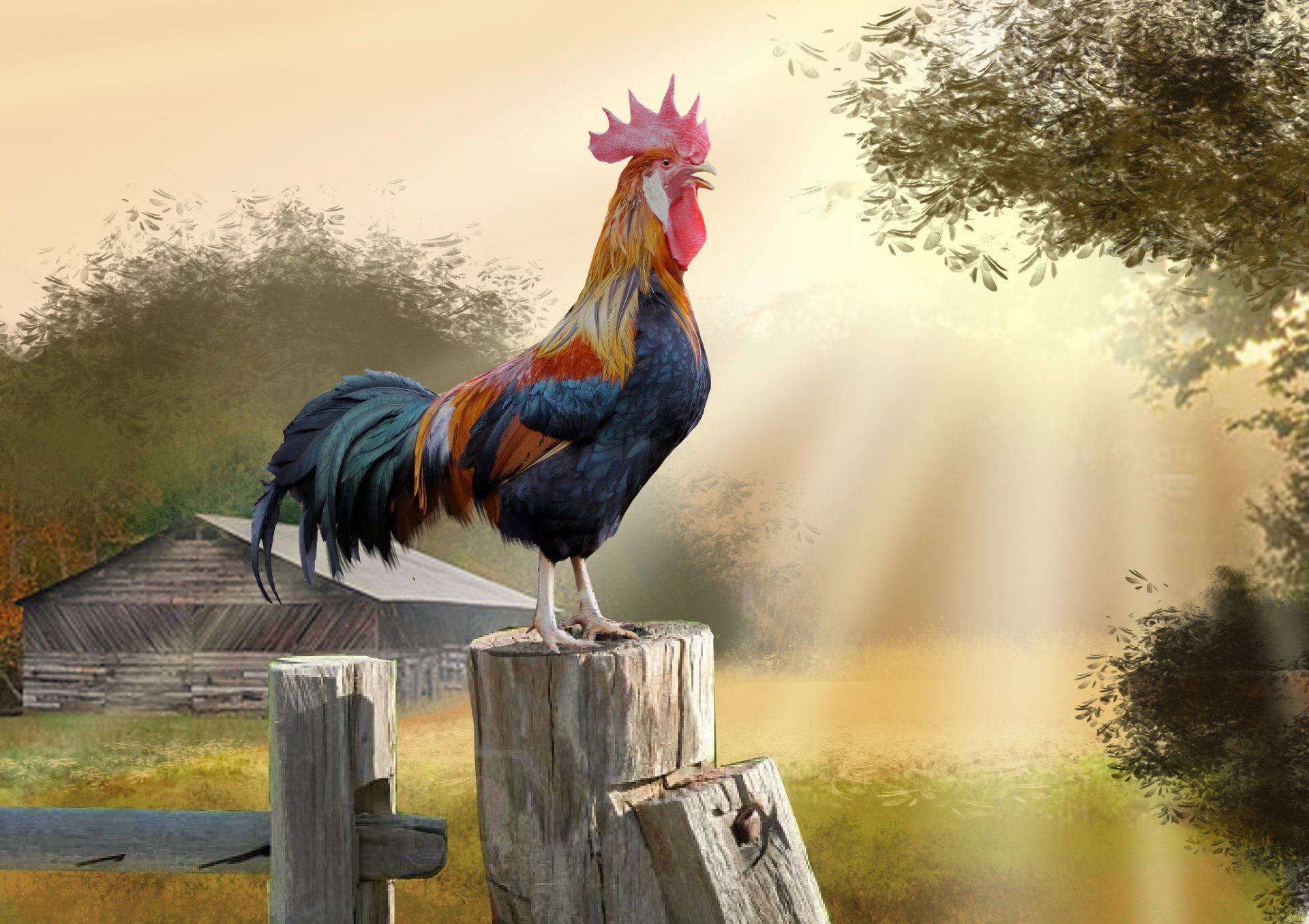 Rooster, morning crow, backyard, Full HD Desktop Wallpaper