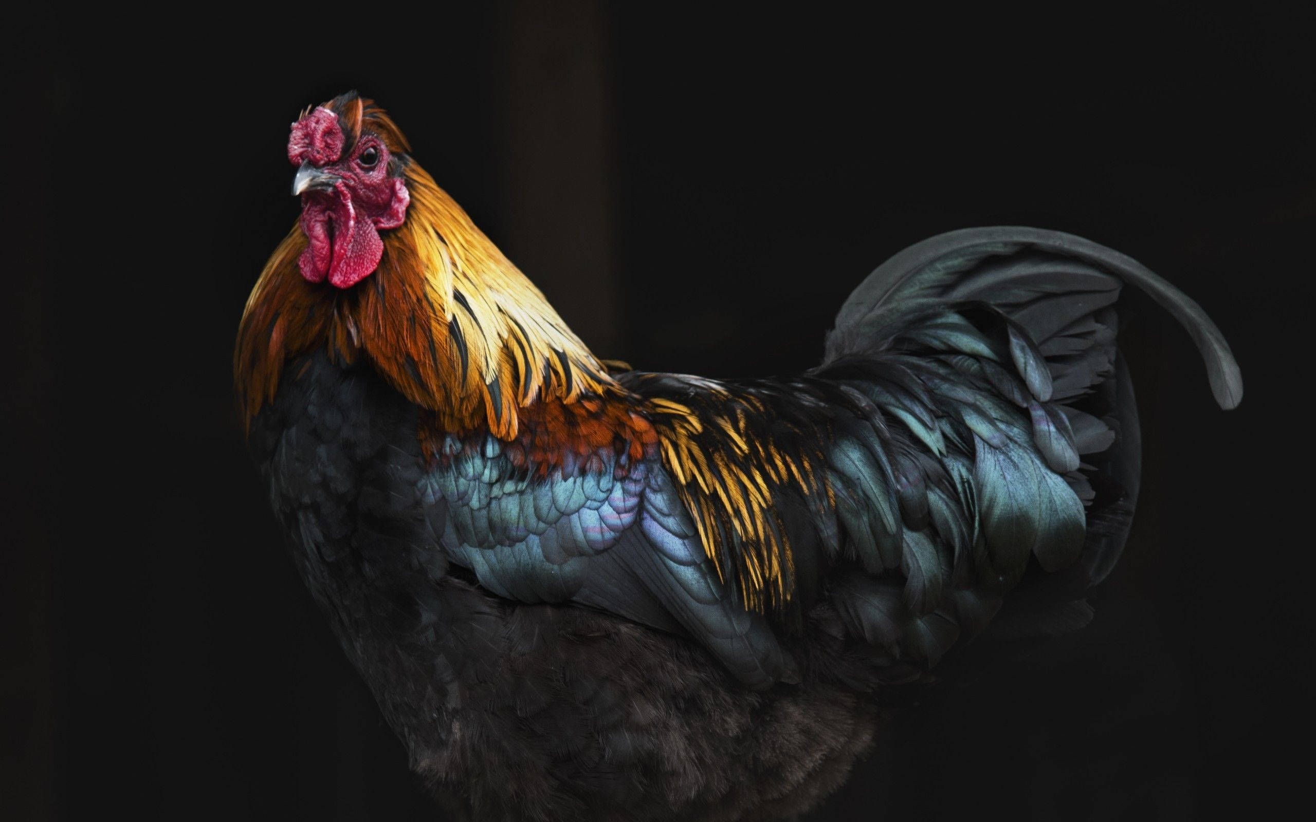 rooster, black body feathers, iridescent blue and gold feathers, 2K Desktop Wallpaper