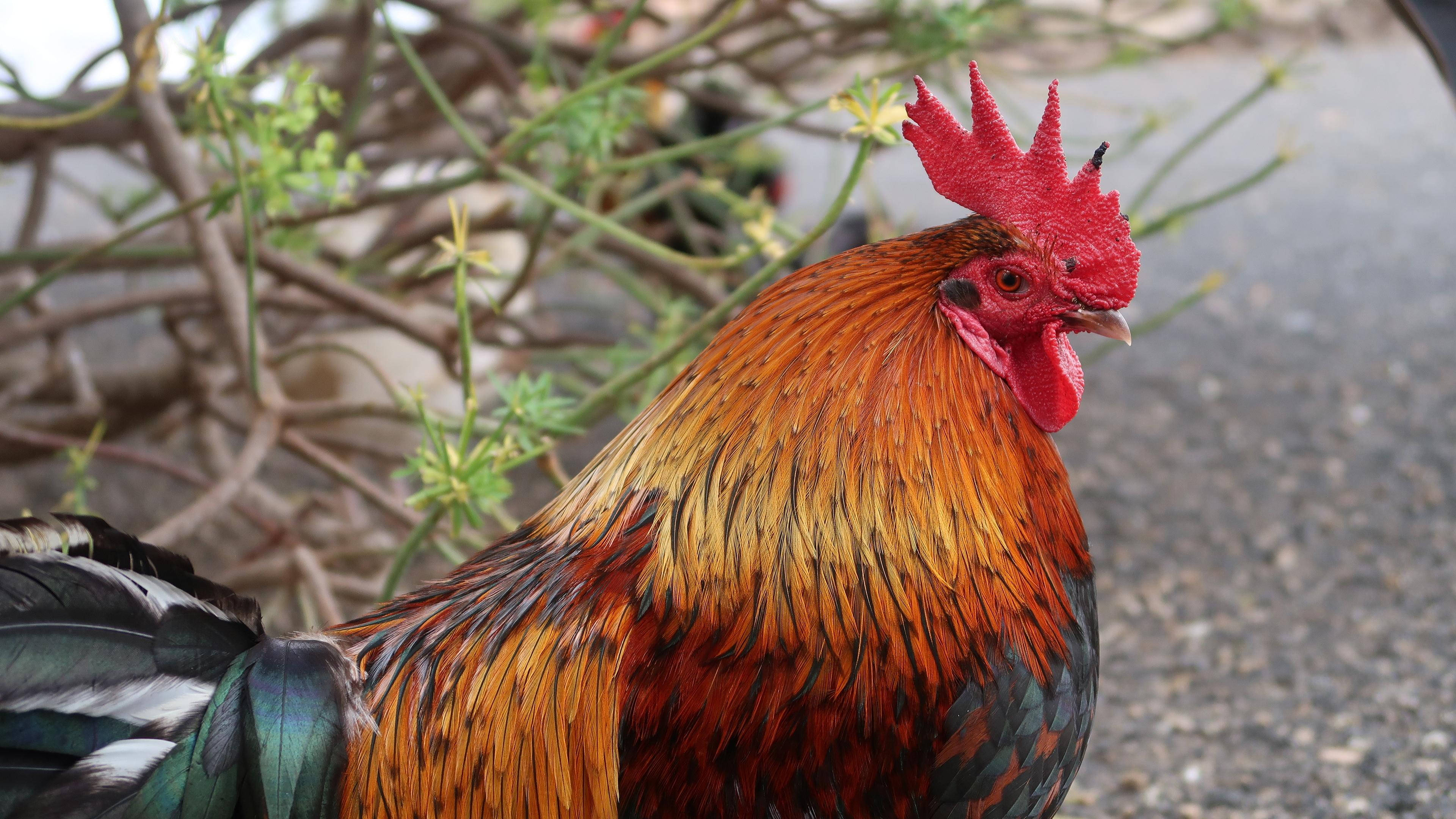 rooster, cyperus plant, fiery red comb, 4K Desktop Wallpaper