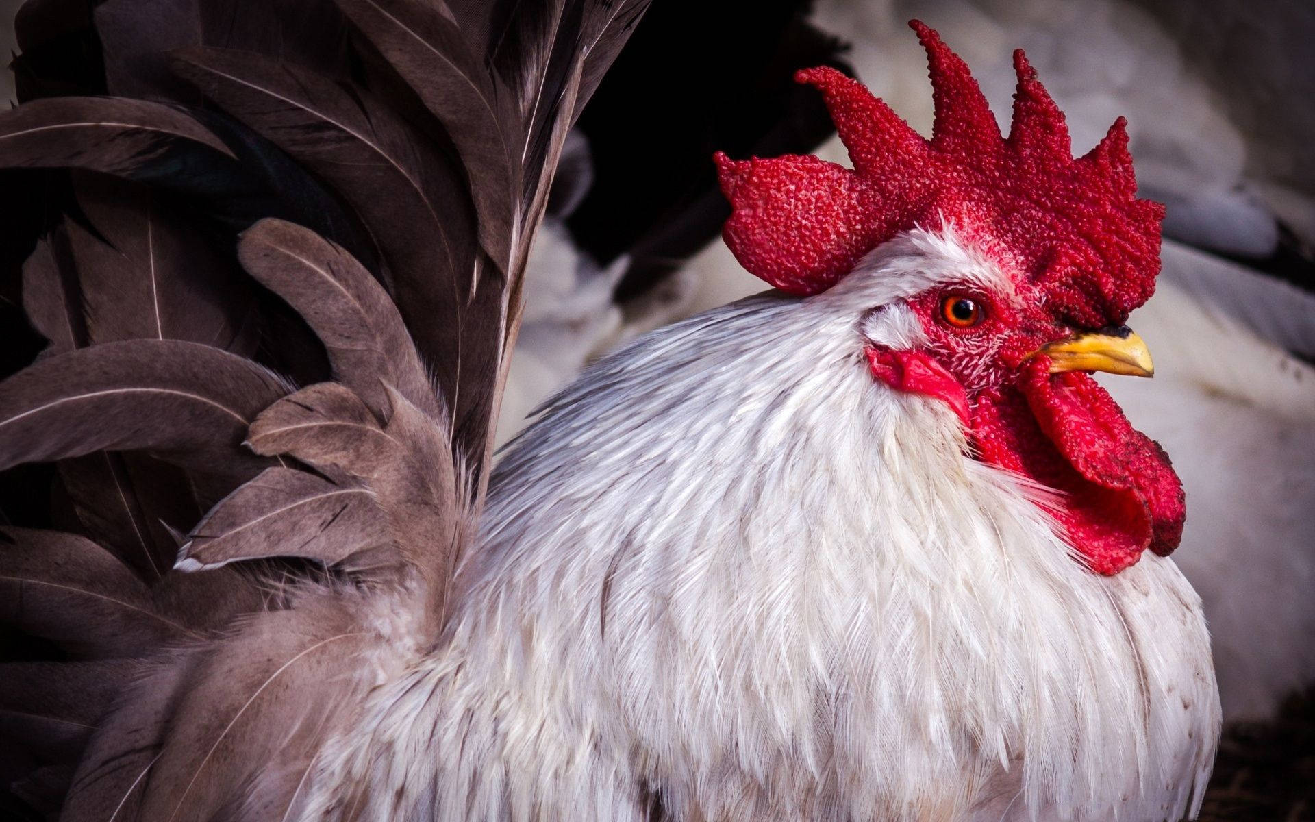 white rooster, black sickle feather, vibrant red comb, Full HD Desktop Wallpaper
