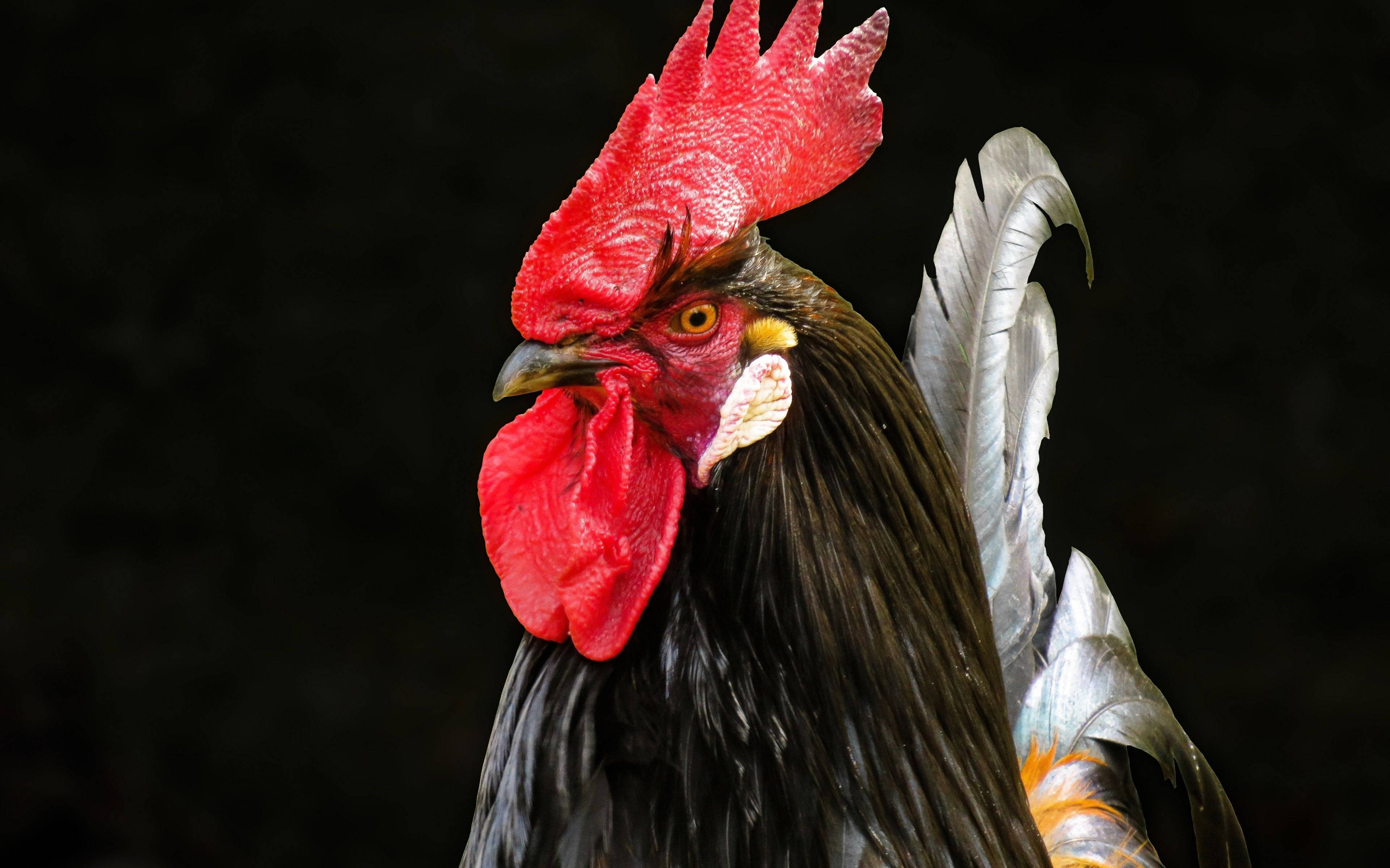 rooster, bright red comb, black, 4K Desktop Wallpaper