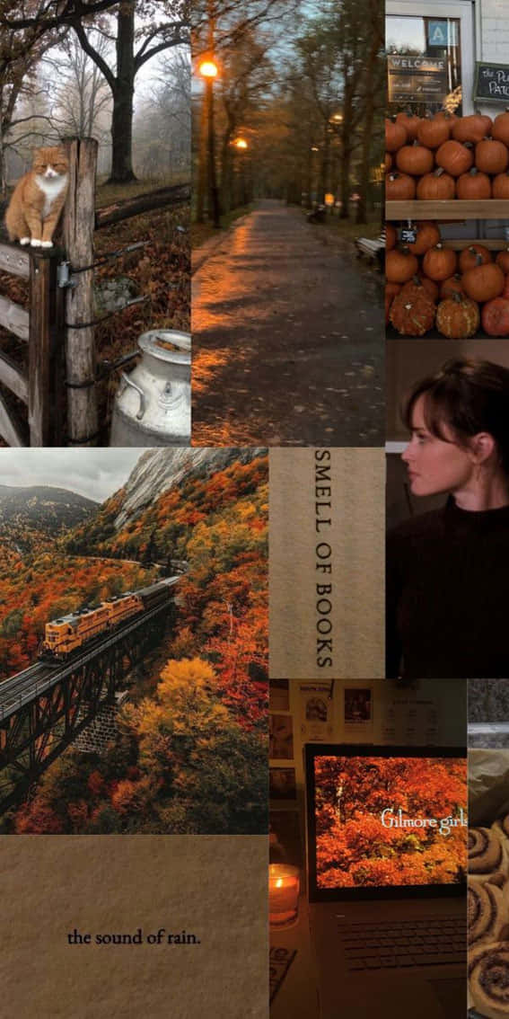 Rory Gilmore, autumn scenes, cat on a fence, SD Phone Wallpaper