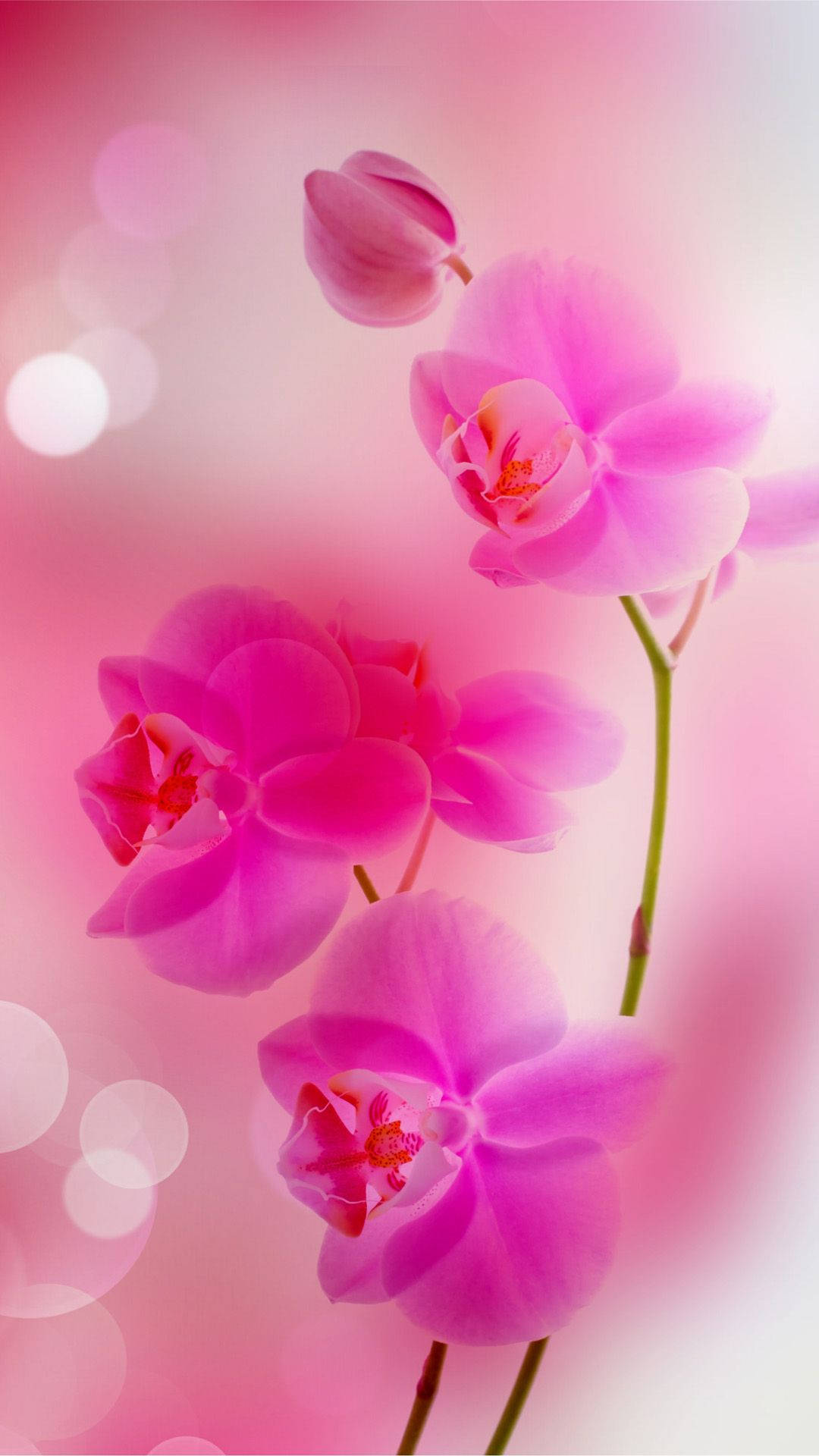 Pink Rose iPhone Painting, vibrant pink orchids, soft glowing background, Full HD Phone Wallpaper