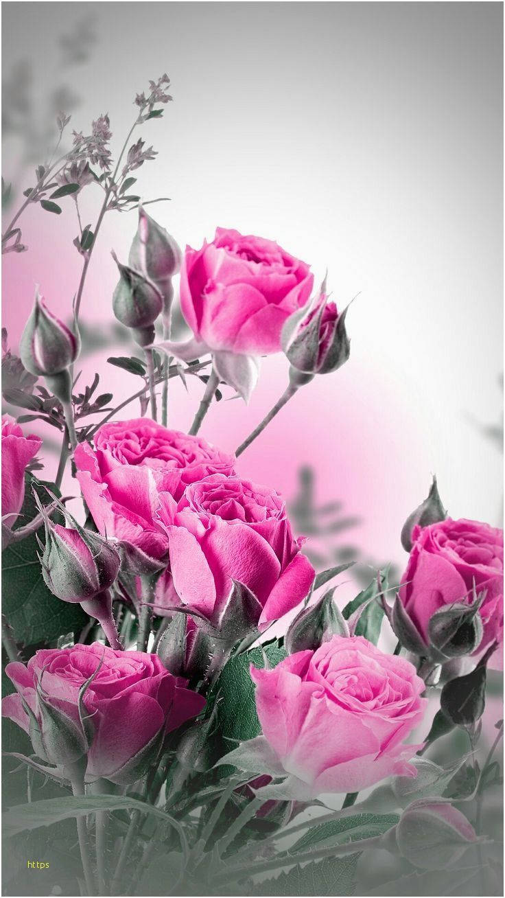 pink rose, gray backdrop, pink gradient background, HD Phone Wallpaper