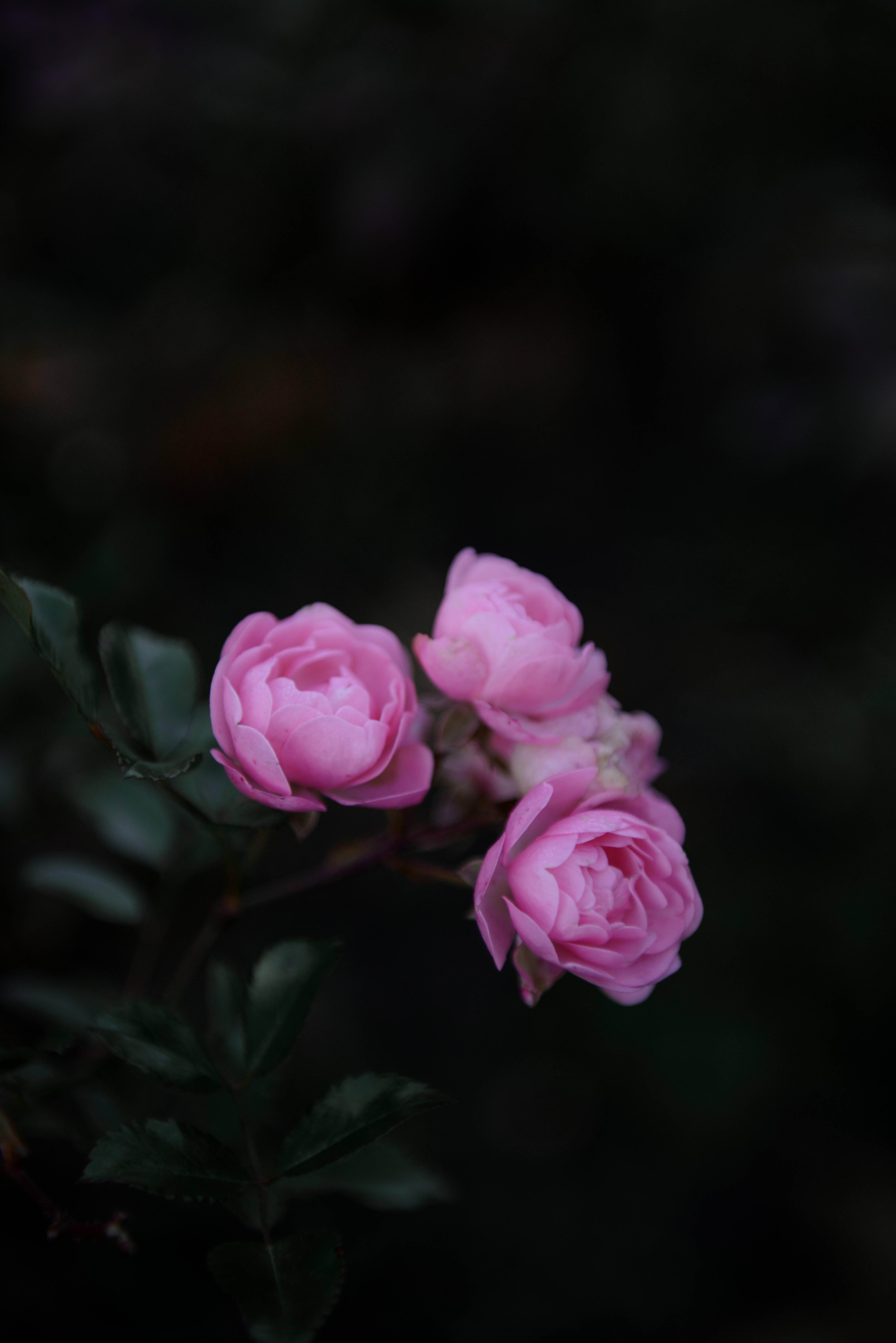 feminine charm, aesthetic rose, pink roses, 5K Phone Wallpaper