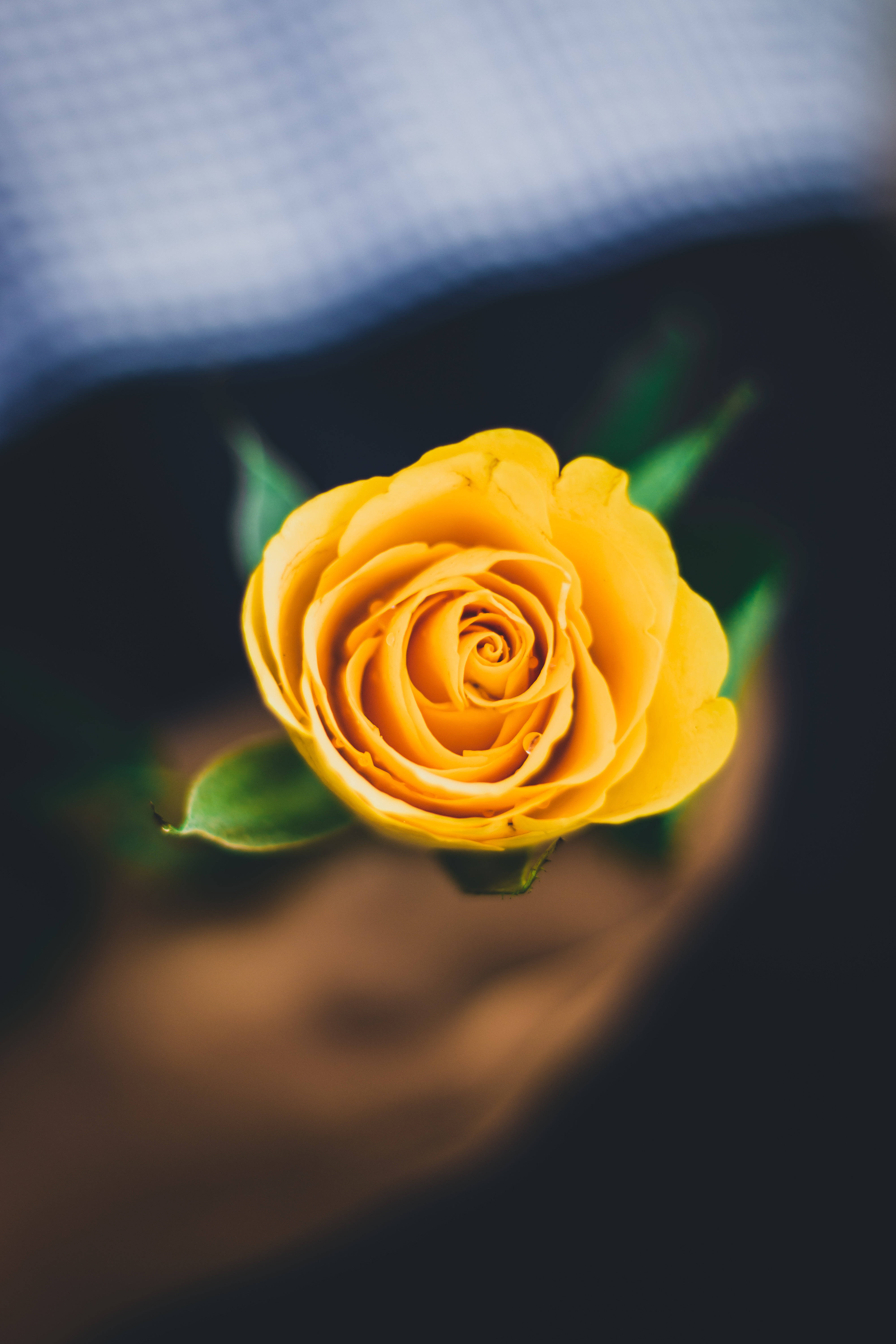 yellow rose, blue fabric, dark tones, 5K Phone Wallpaper