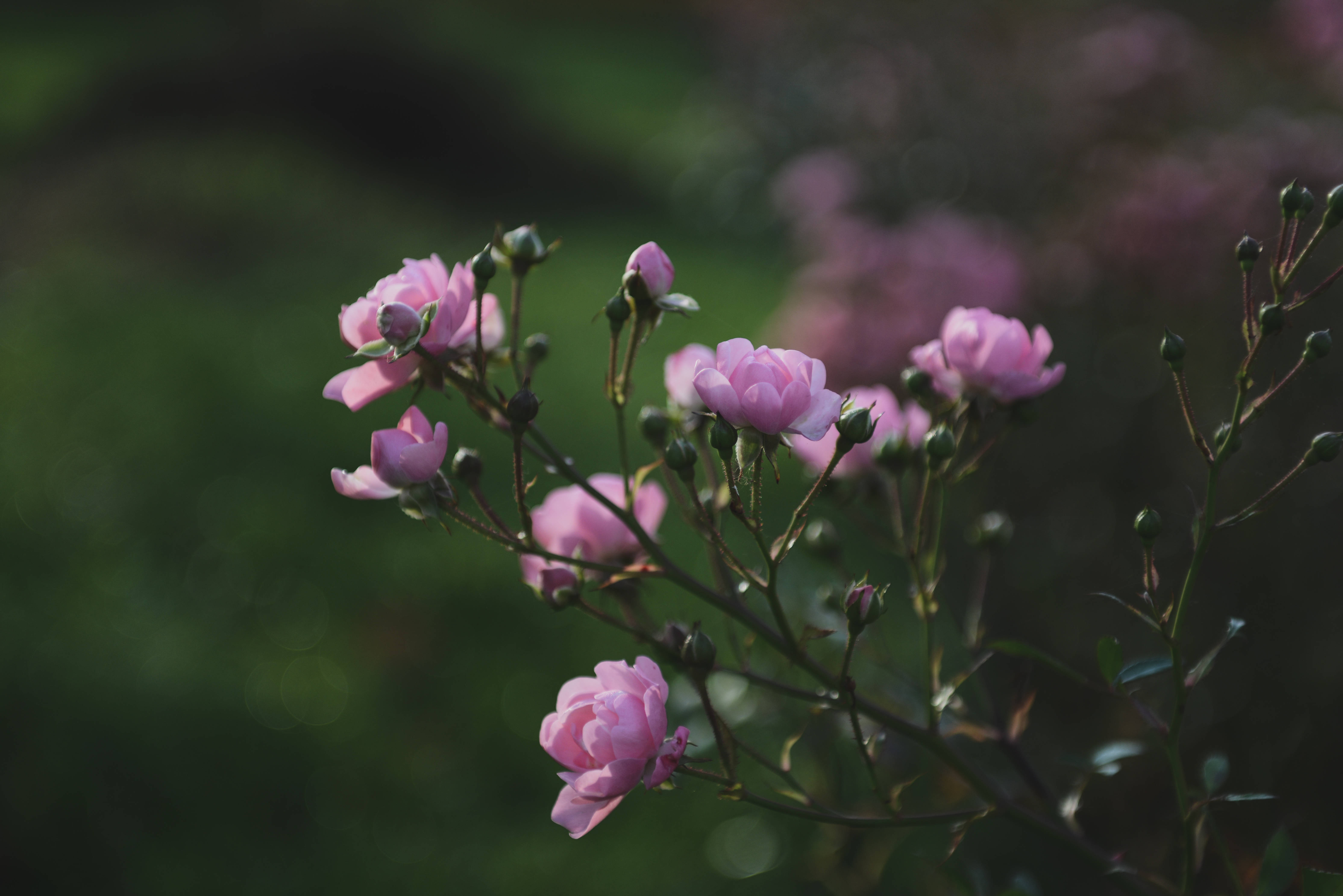 Rose Aesthetic Phone, pink buds, delicate pink roses, 5K Desktop Wallpaper