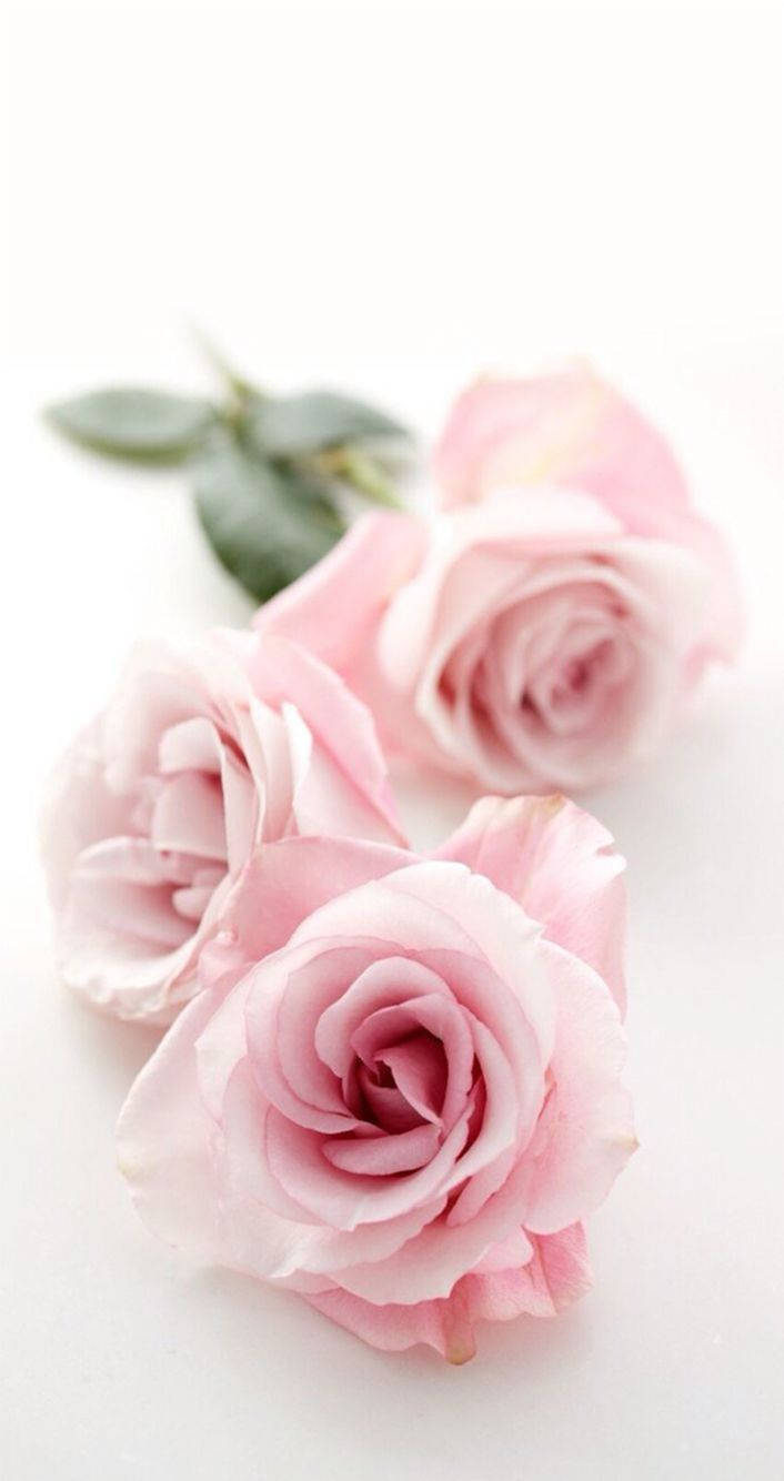 Three Pink Rose, iPhone, soft pink roses, HD Phone Wallpaper