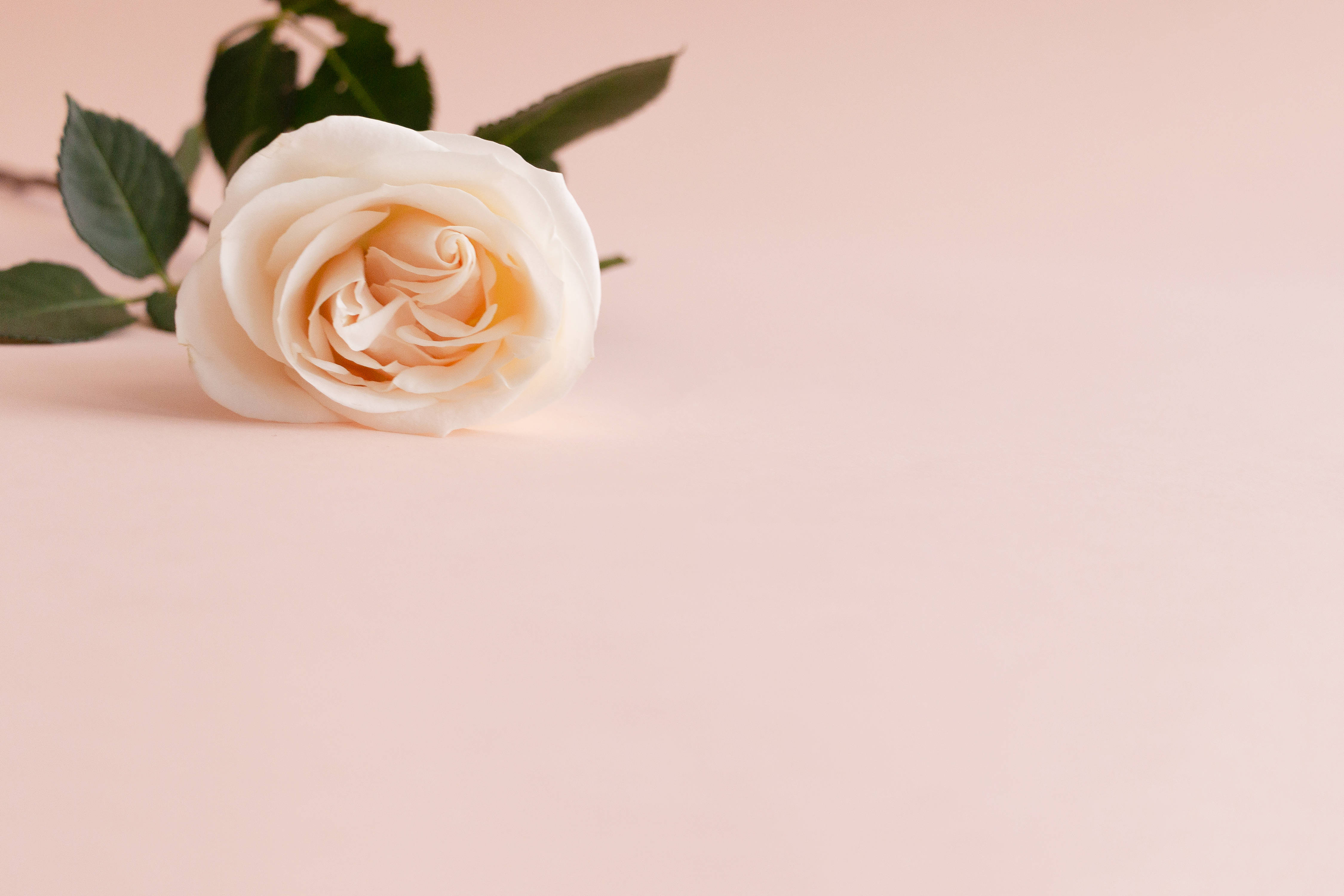 rose aesthetic phone, pastel pink, white rose, 4K Desktop Wallpaper