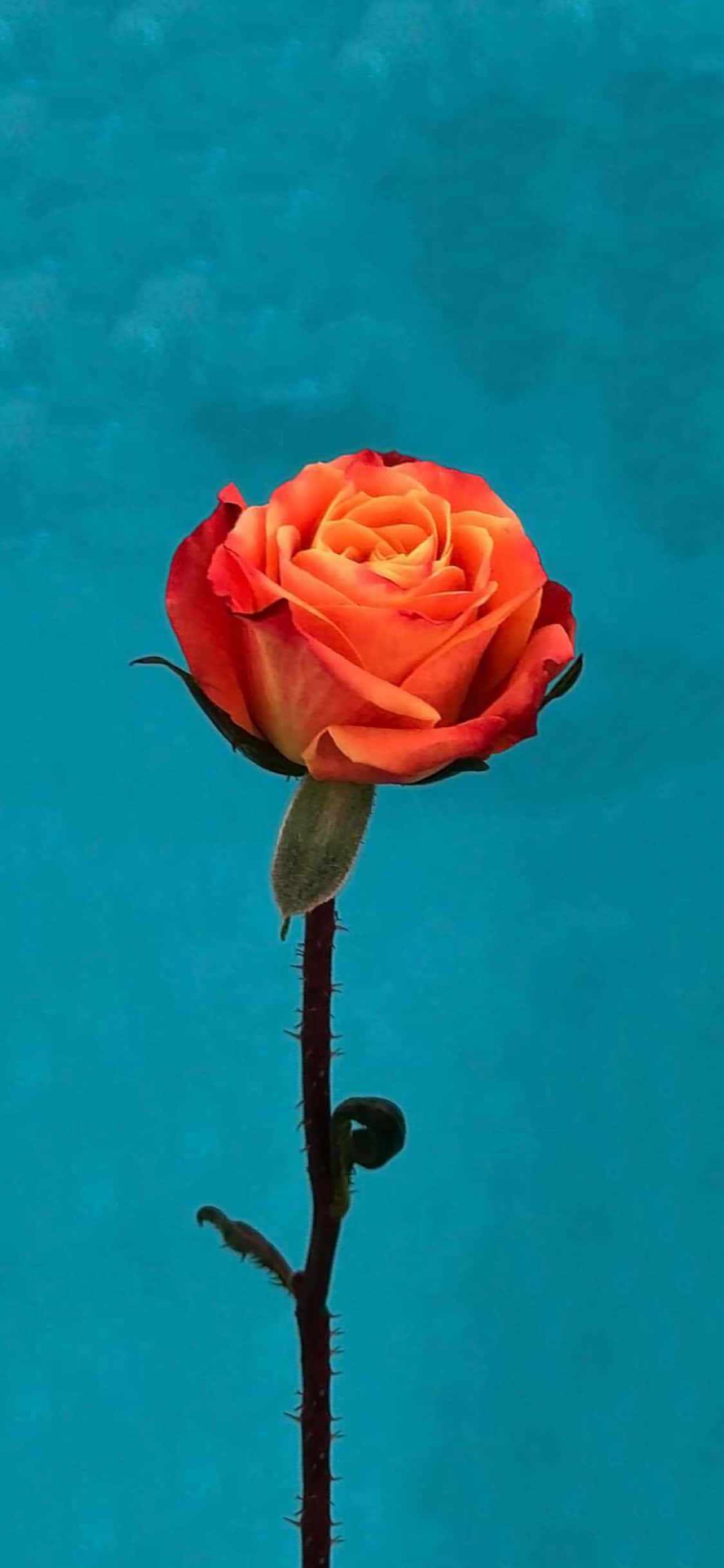 orange rose, thorny stem, vibrant teal background, Full HD Phone Wallpaper