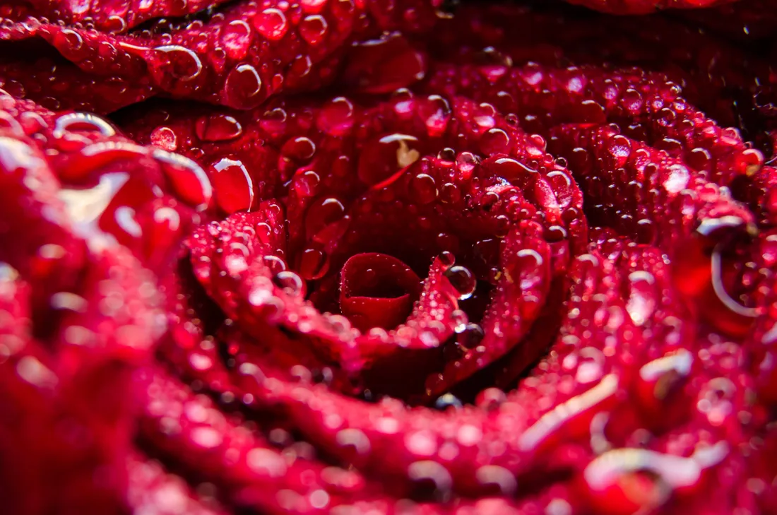 Rose Aesthetic