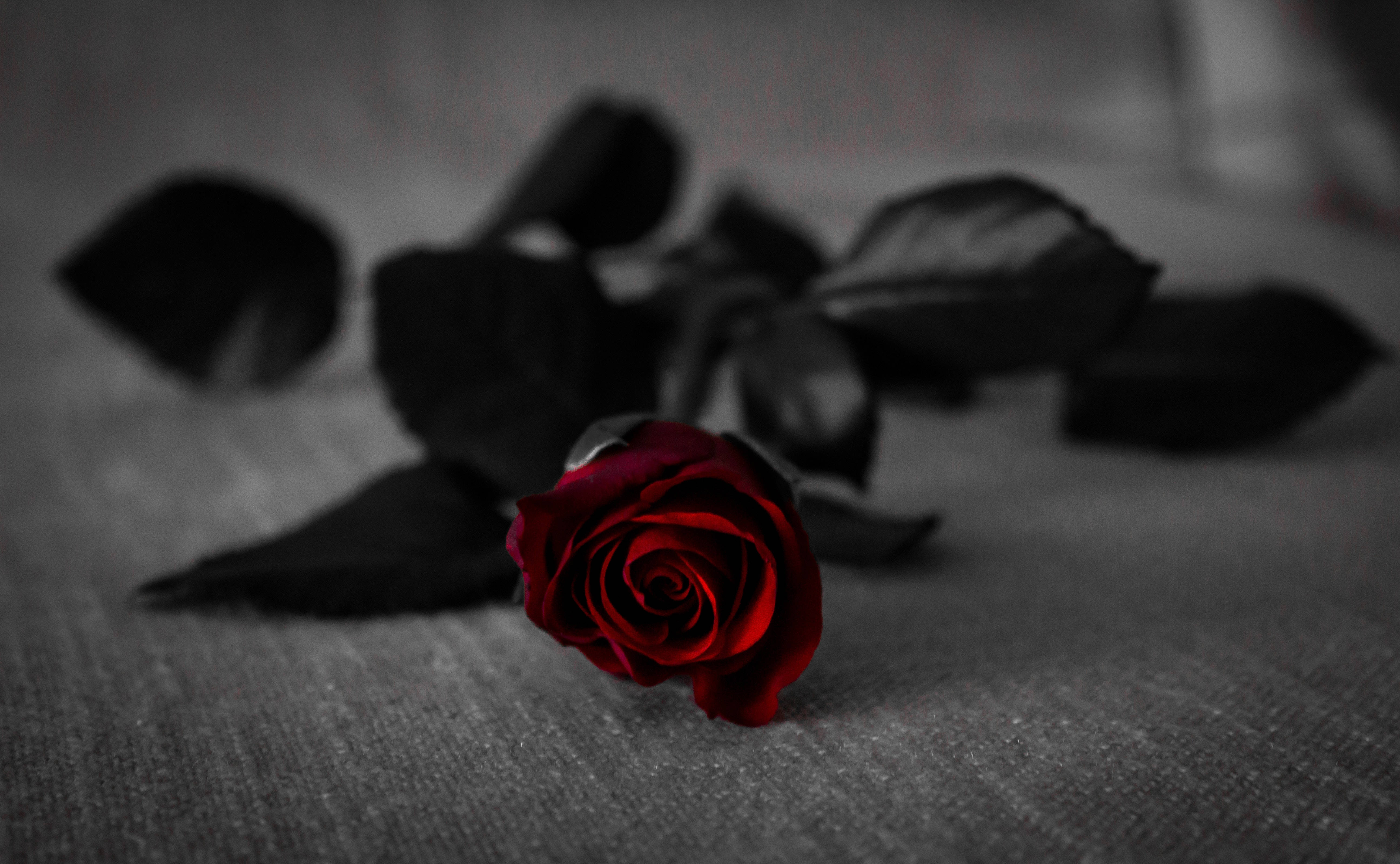 fresh dark red rose, vivid red rose, textured gray surface, 5K Desktop Wallpaper