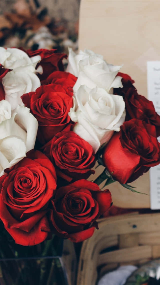 red and white roses, deep red roses, pristine white roses, SD Phone Wallpaper