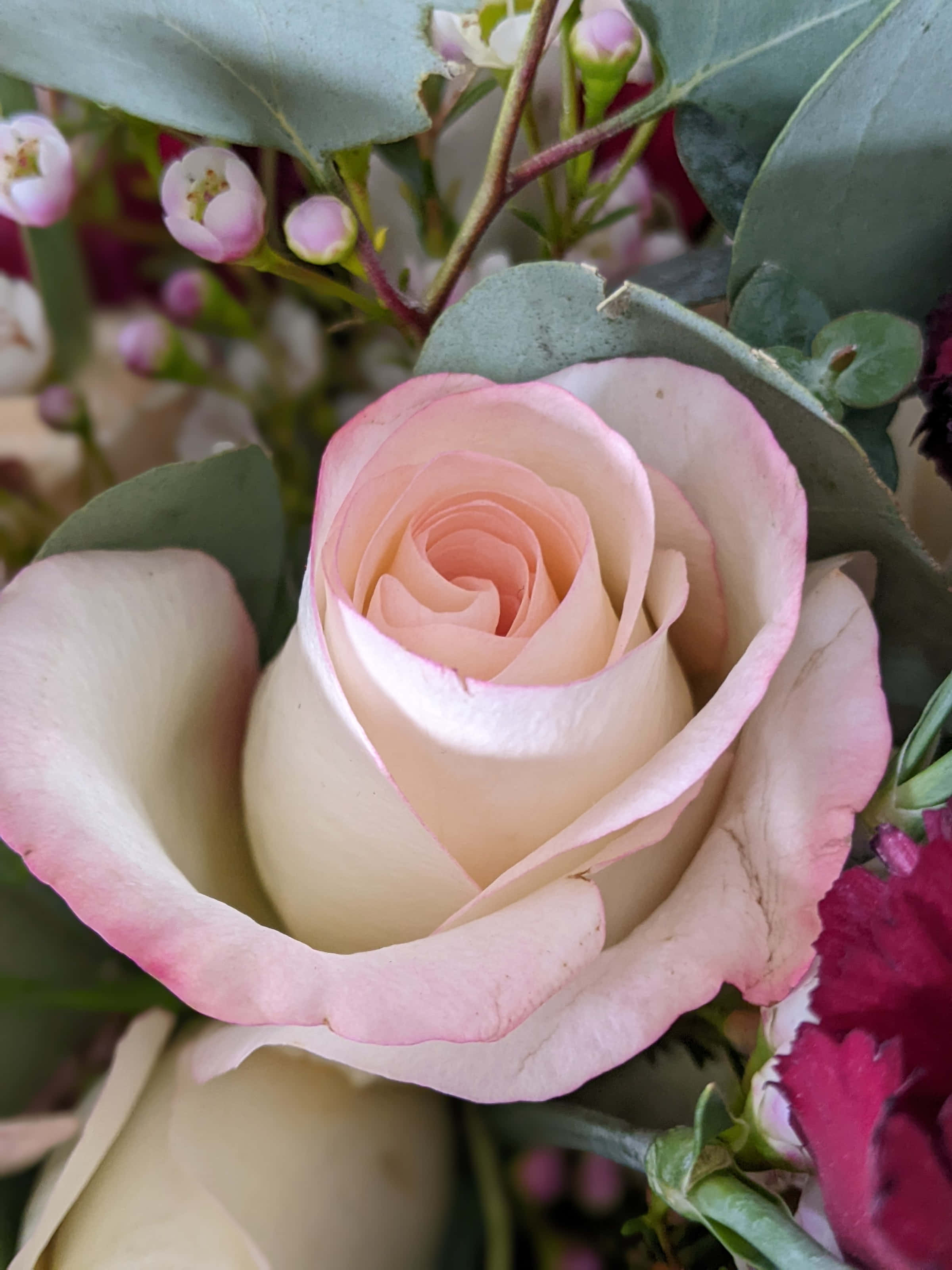 pale pink rose, delicate petals, green eucalyptus leaves, 2K Phone Wallpaper
