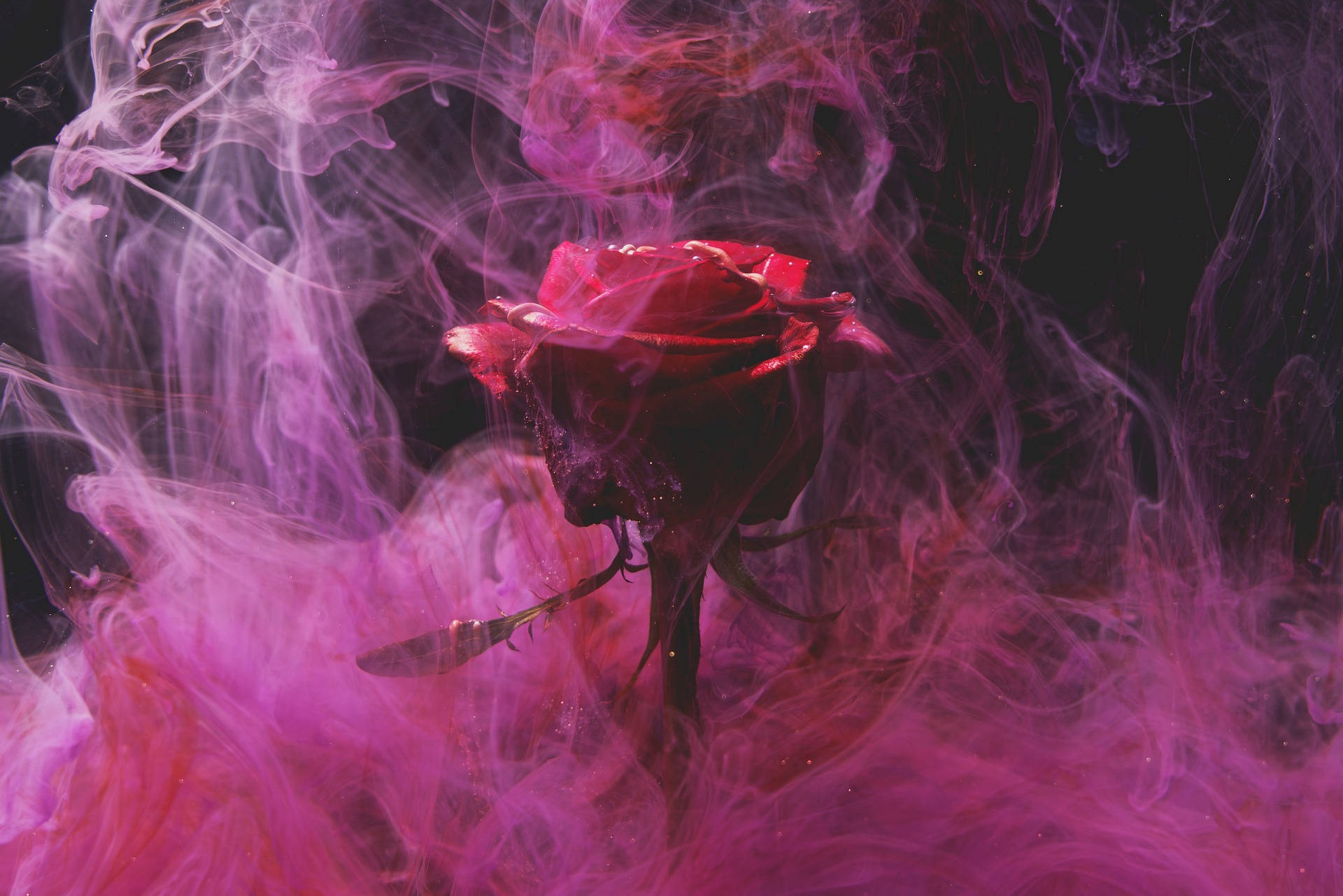 purple smoke, red rose, pink and purple smoke, Full HD Desktop Wallpaper