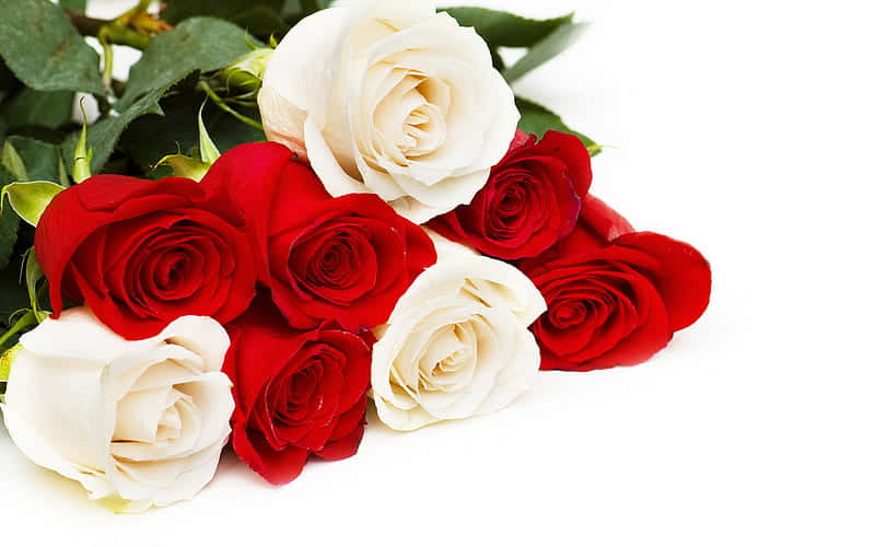 red and white roses, lush green leaves, diagonally arranged, SD Desktop Wallpaper