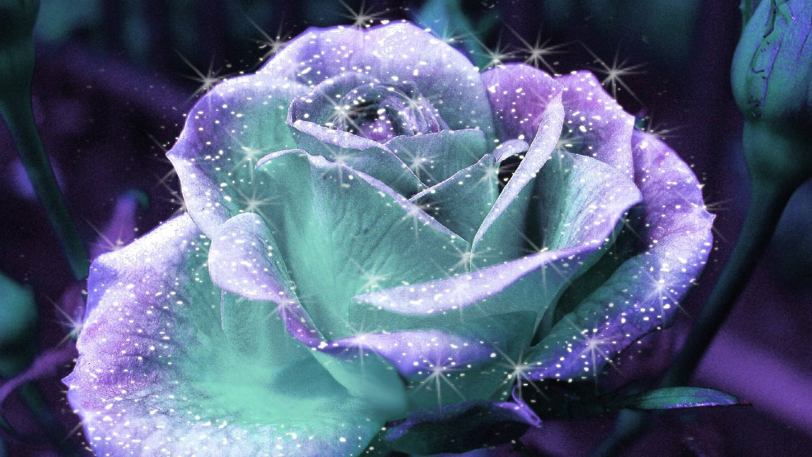 dazzling rose flower aesthetic, teal, purple, HD Desktop Wallpaper