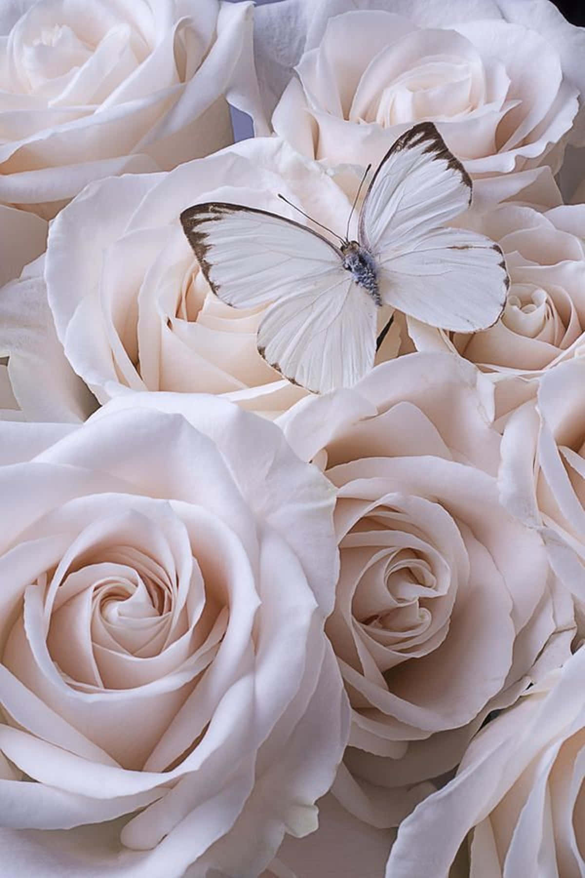 white rose aesthetic, Ascia butterfly, blush pink roses, HD Phone Wallpaper