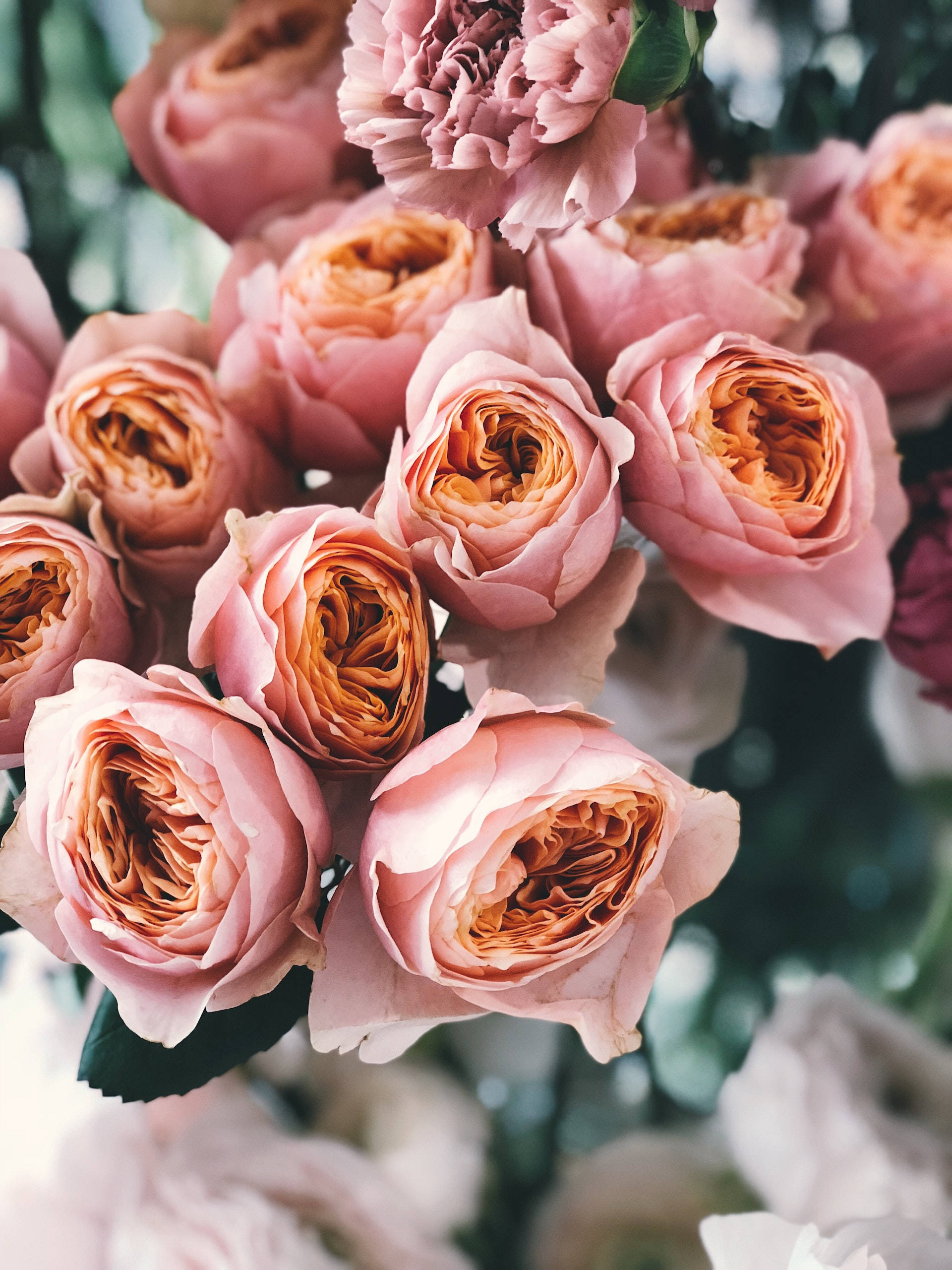 bouquet, pink rose, warm orange centers, 2K Phone Wallpaper