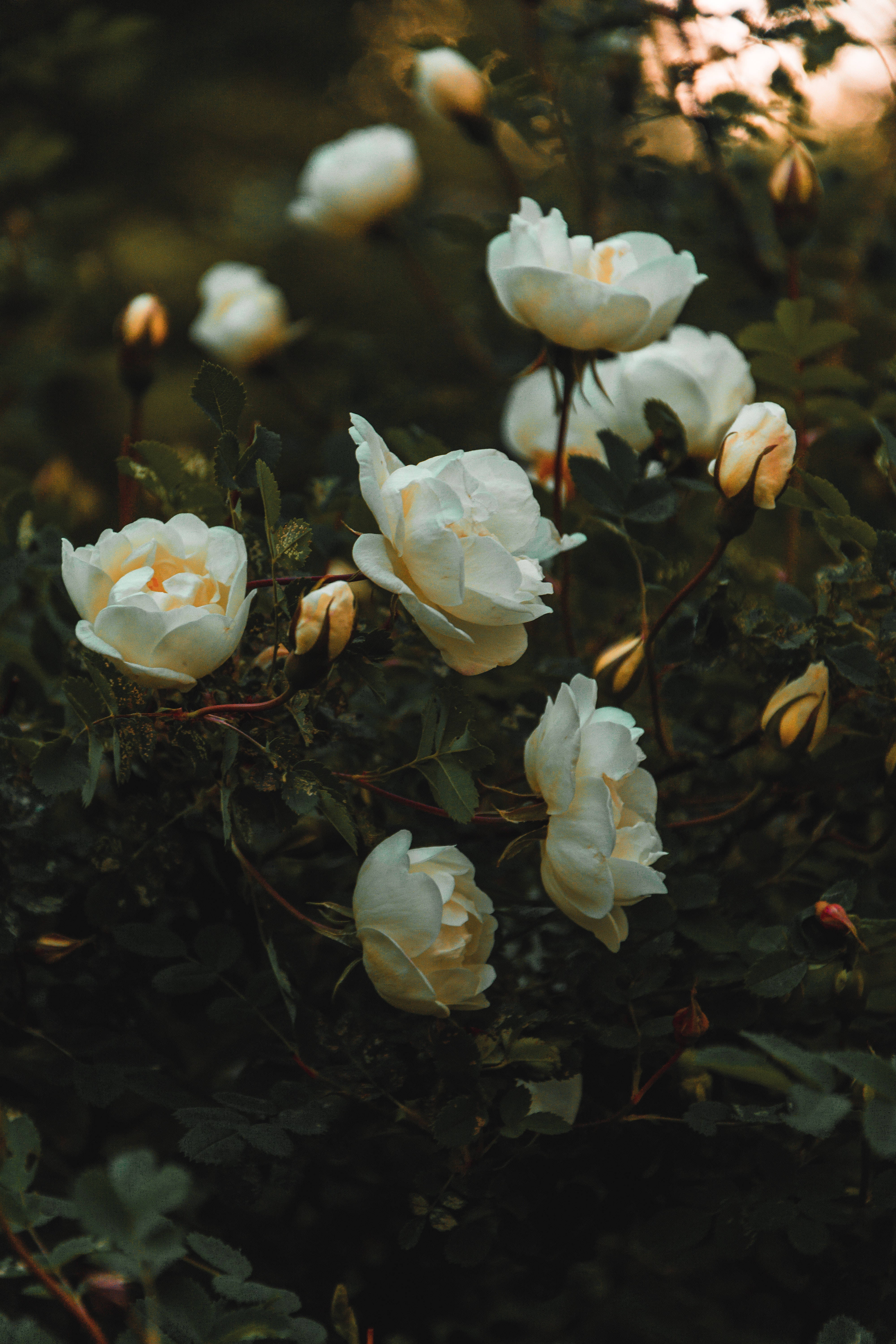Sunset White Rose Aesthetic, white roses, dark green leaves, 5K Phone Wallpaper