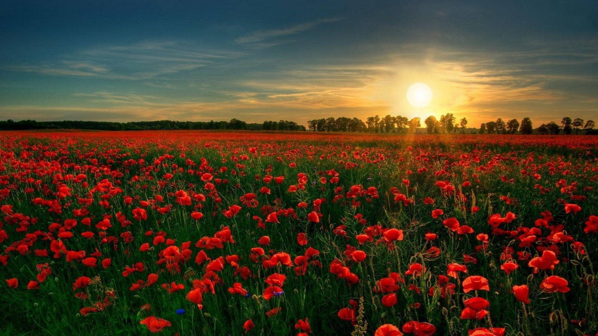 sunset, field of vibrant red poppies, golden sunset sky, Full HD Desktop Wallpaper