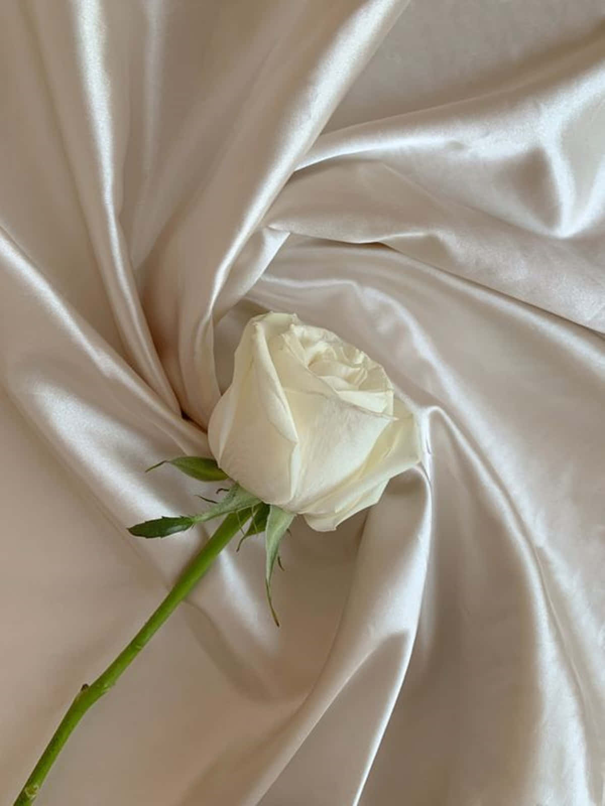 white rose, cream satin fabric, delicate folds, HD Phone Wallpaper