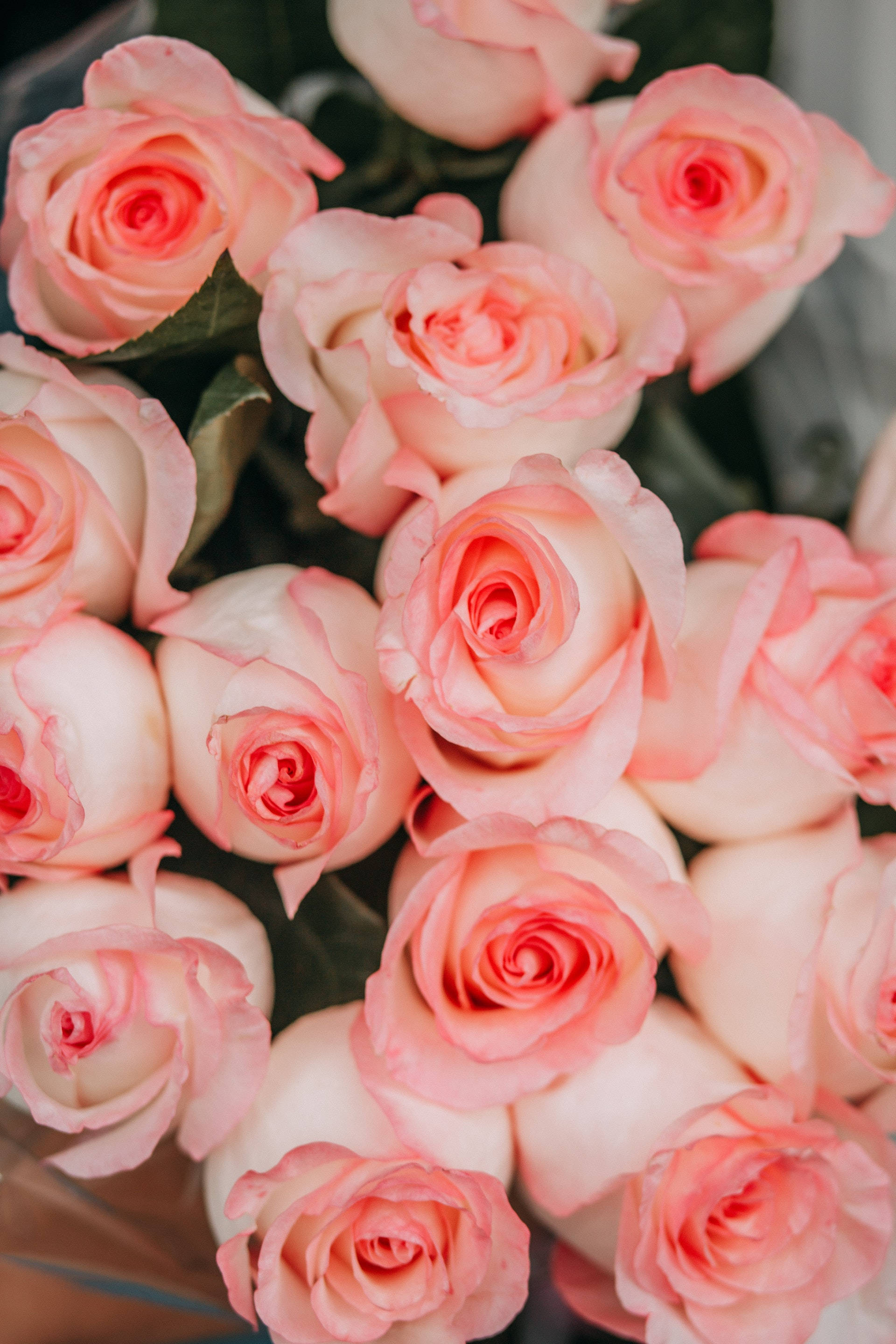 pink rose, soft pink roses, delicate petals, 2K Phone Wallpaper