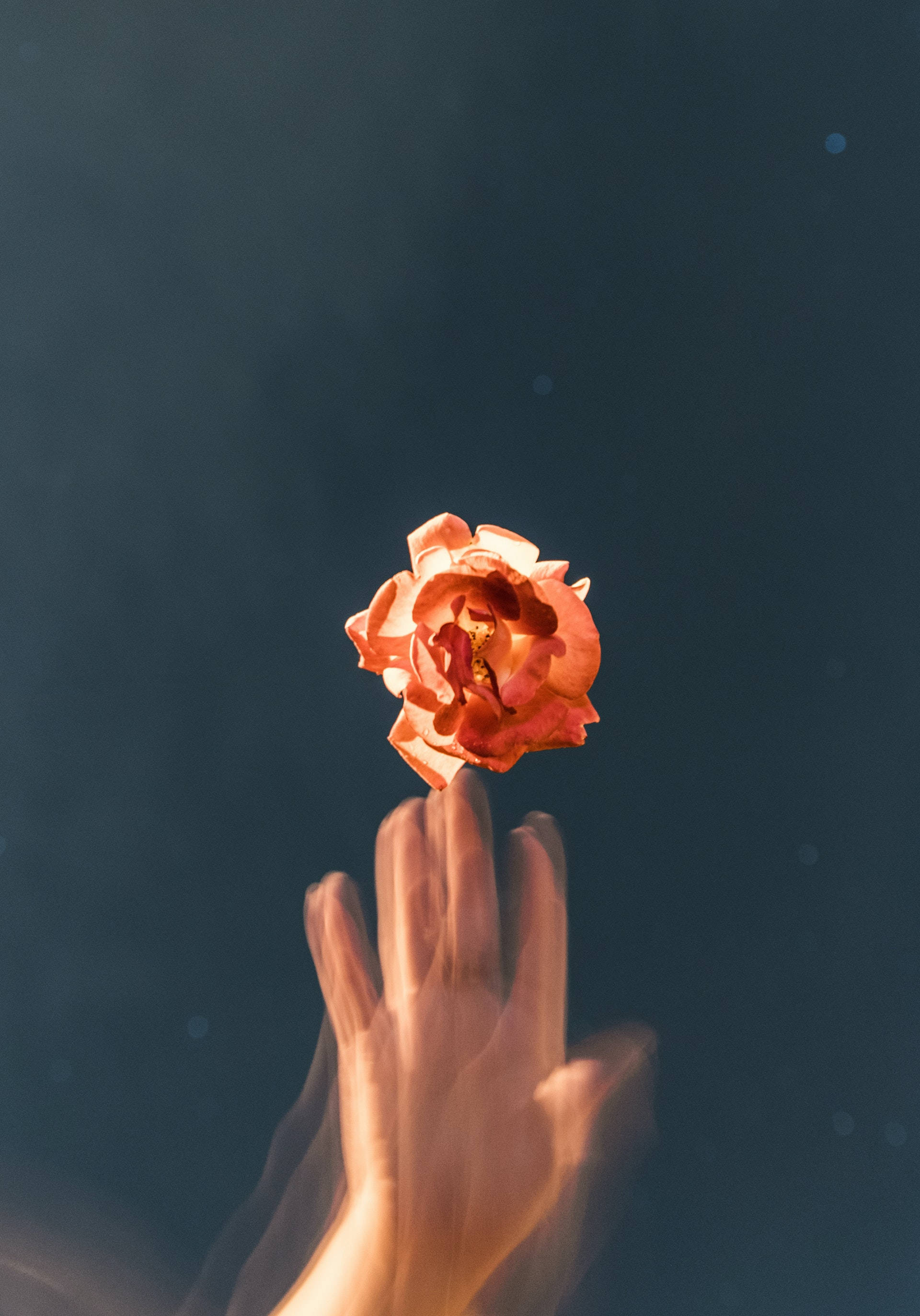 glitch orange rose aesthetic, peach rose, deep blue backdrop, 2K Phone Wallpaper