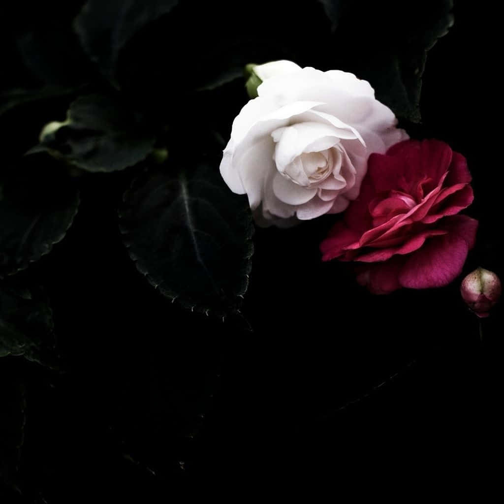 red and white roses, white flower bloom, deep red flower bloom, SD Desktop Wallpaper