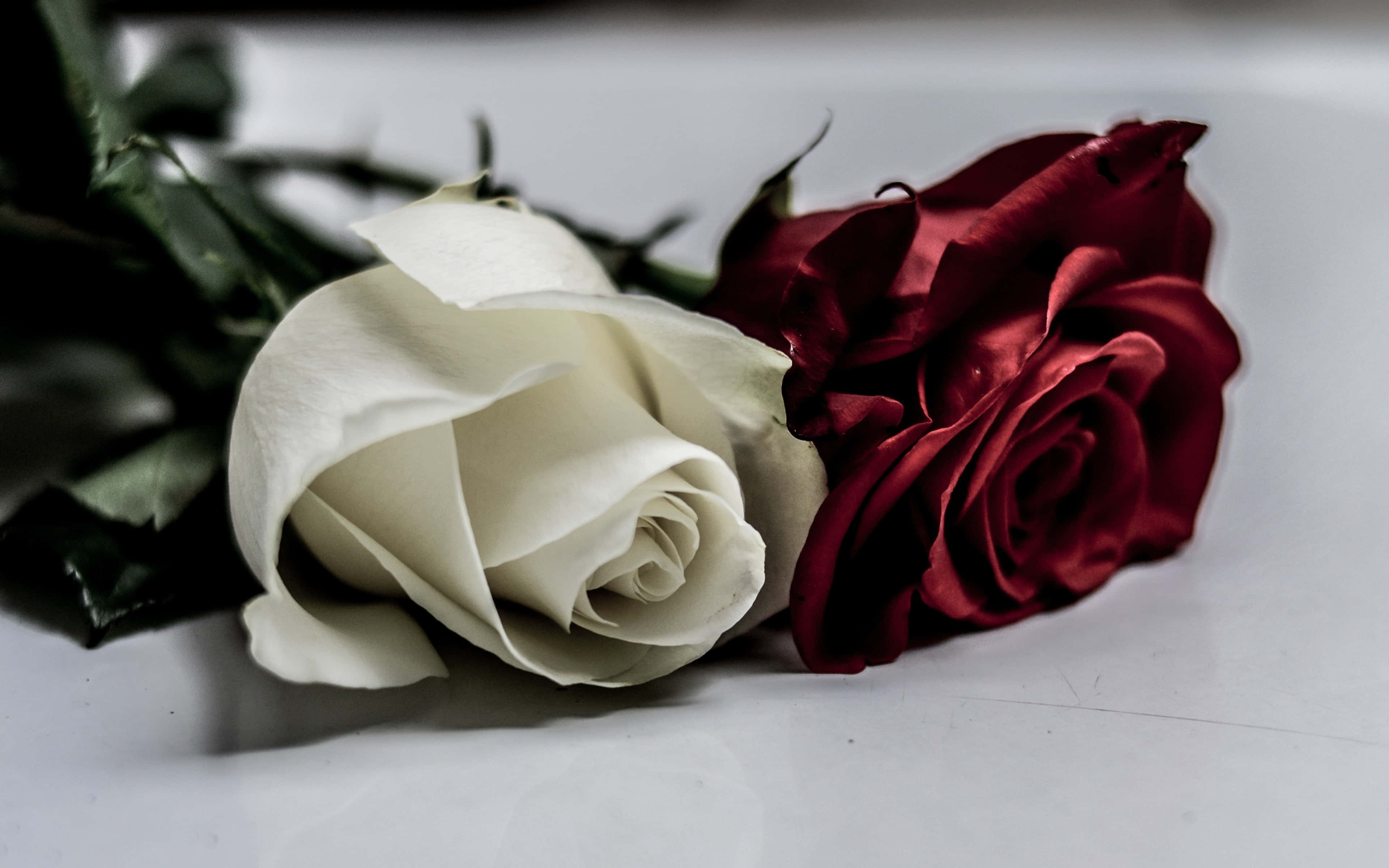 white rose, deep red rose, smooth white surface, 4K Desktop Wallpaper