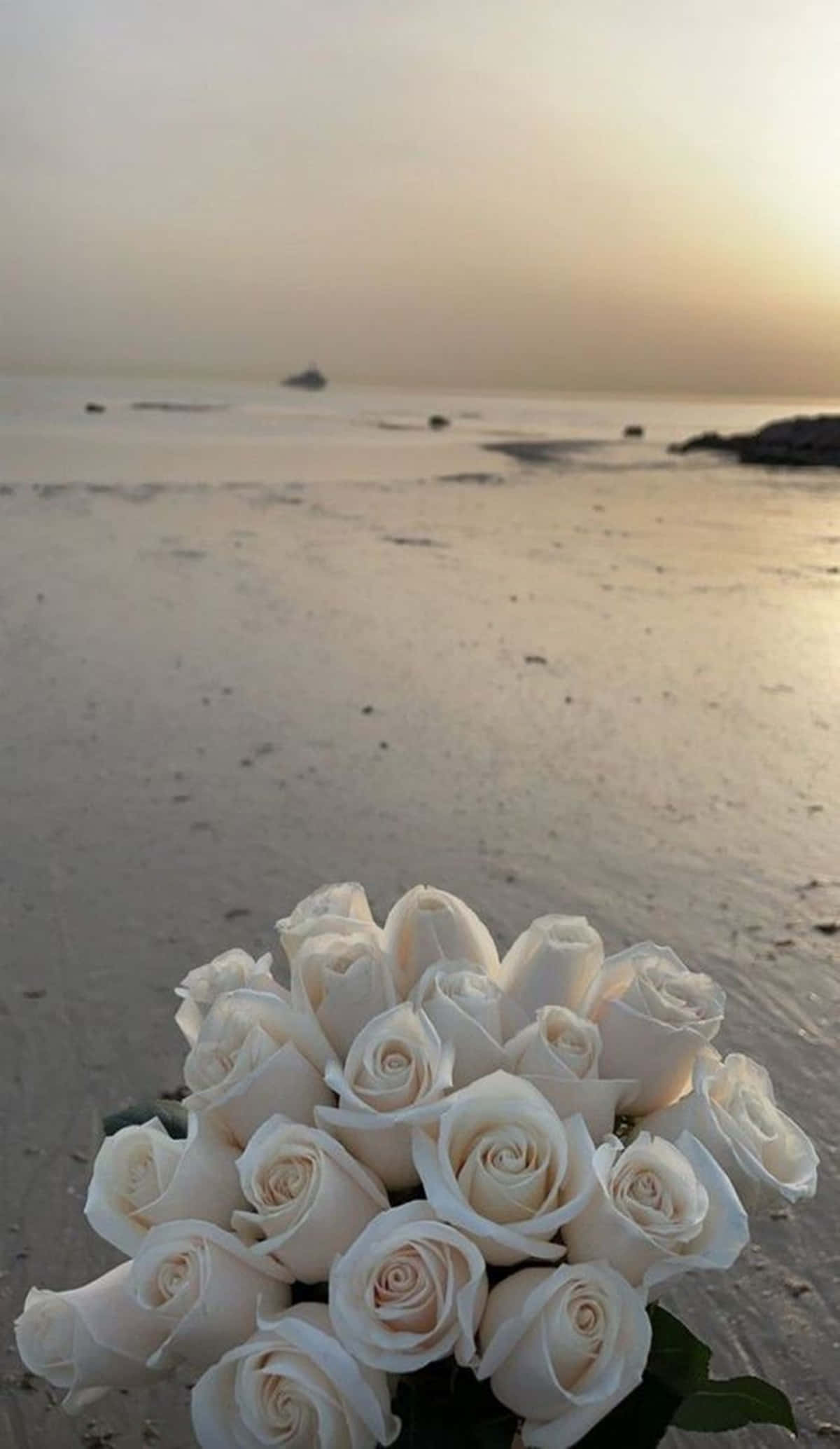 white rose, sandy beach, golden sunset, Full HD Phone Wallpaper