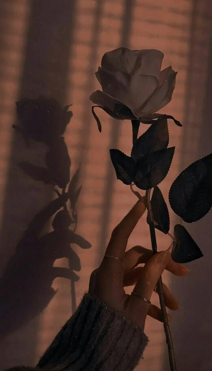 hand, dark rose, warm window light, HD Phone Wallpaper