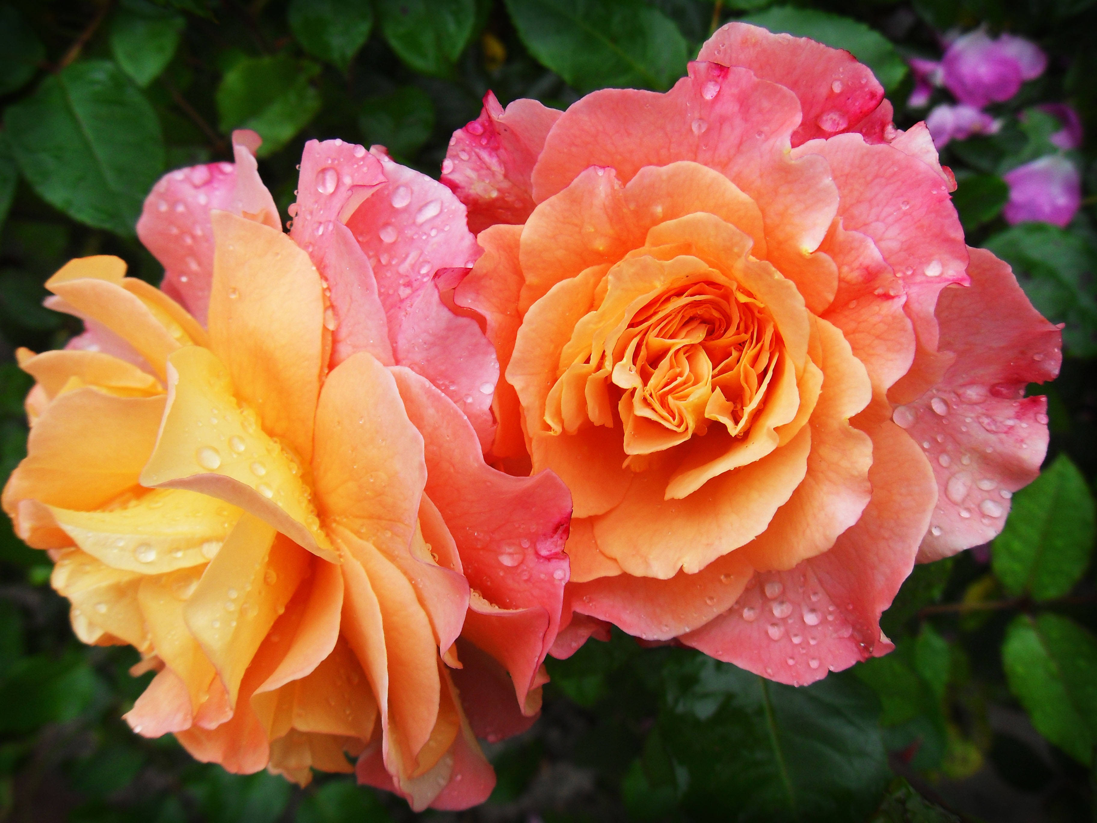 yellow pink rose aesthetic, orange and pink roses, dewdrops, 2K Desktop Wallpaper