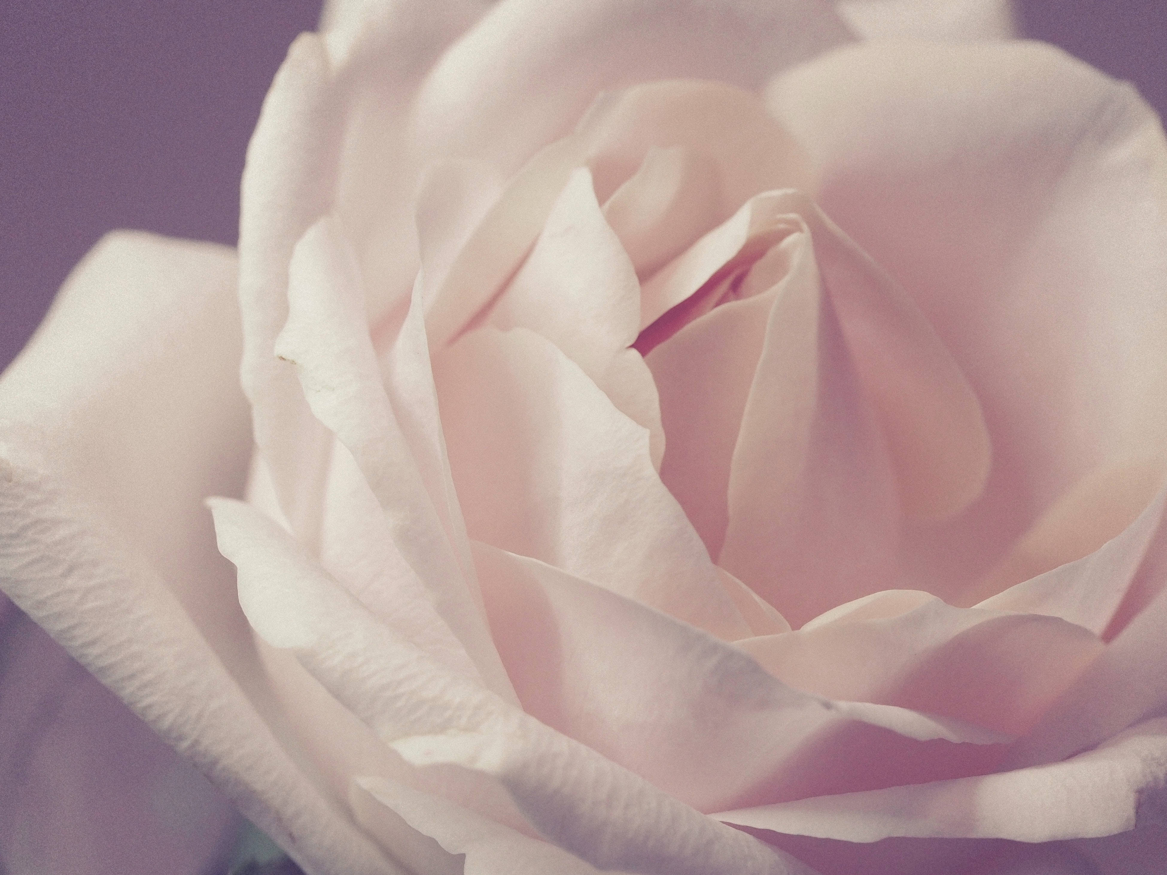 white rose flowers, soft pink rose, delicate layered petals, 4K Desktop Wallpaper