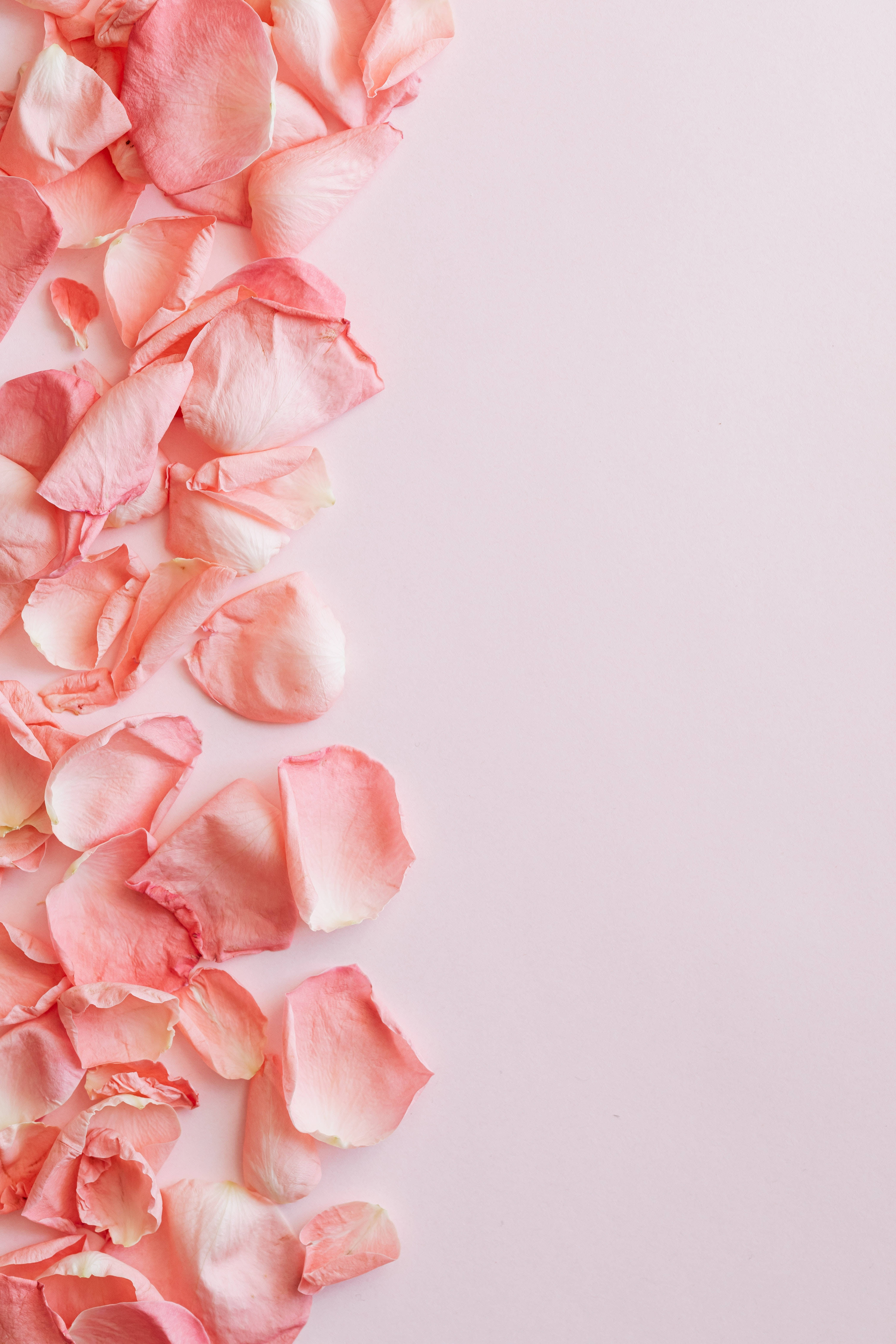 soft pink rose petals, minimalist pale pink background, gentle romantic border, 5K Phone Wallpaper