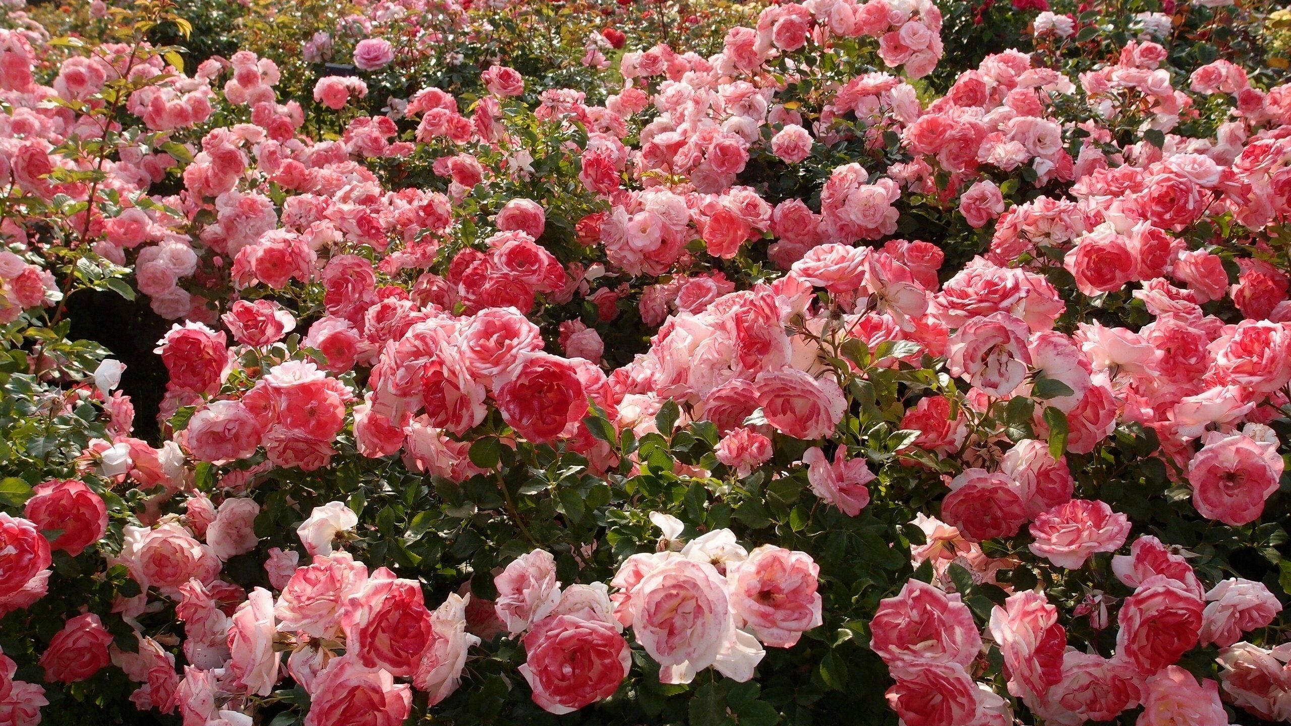 pink rose aesthetic, vibrant pink roses, full bloom, 2K Desktop Wallpaper
