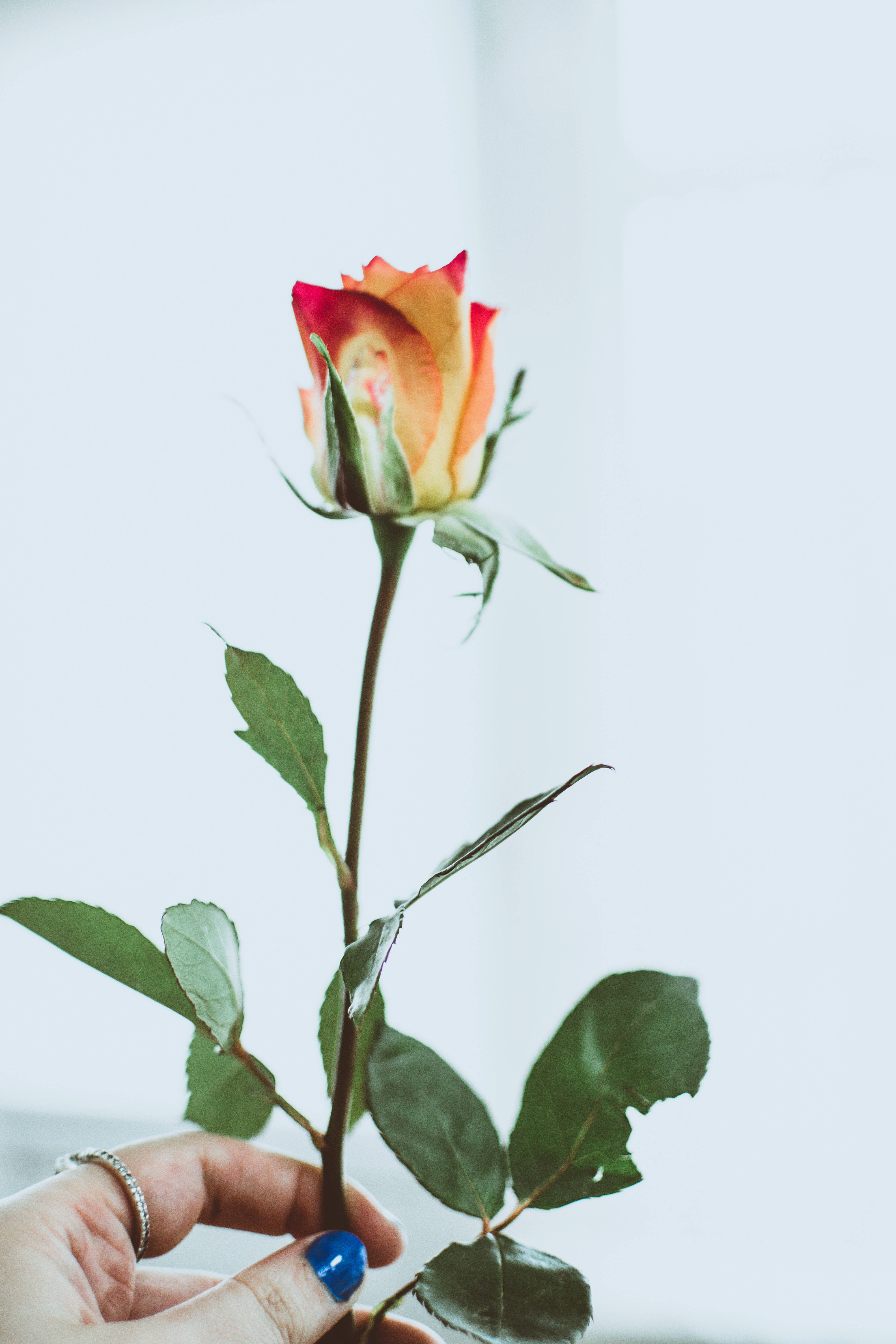 red and yellow rose, blue nail polish, multicolored rose bud, 5K Phone Wallpaper