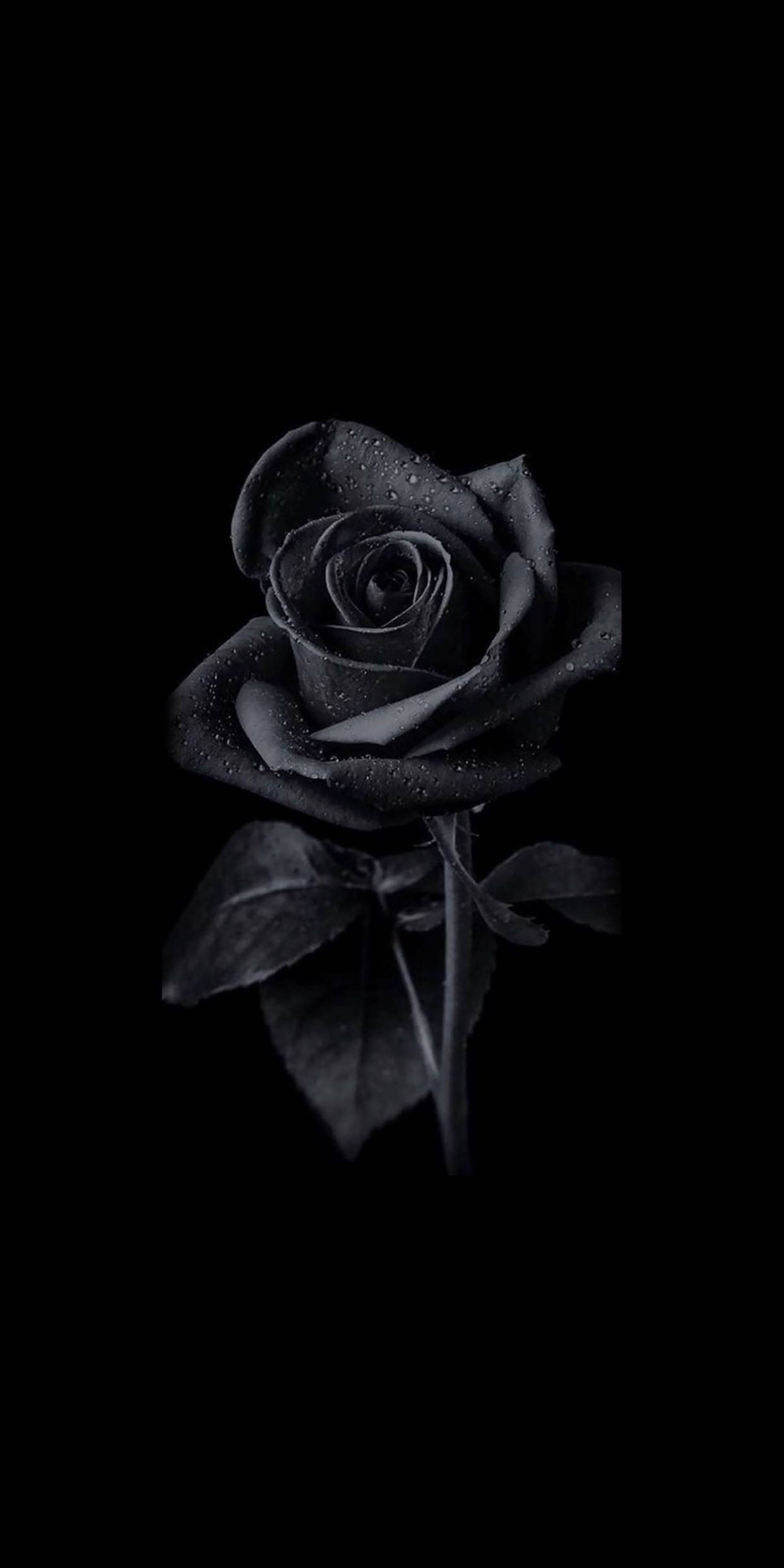 black rose, dew drops, pure black background, 4K Phone Wallpaper