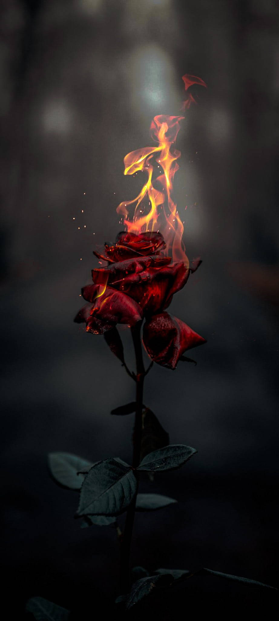 Burning Rose Aesthetic, red rose, vibrant orange flames, Full HD Phone Wallpaper