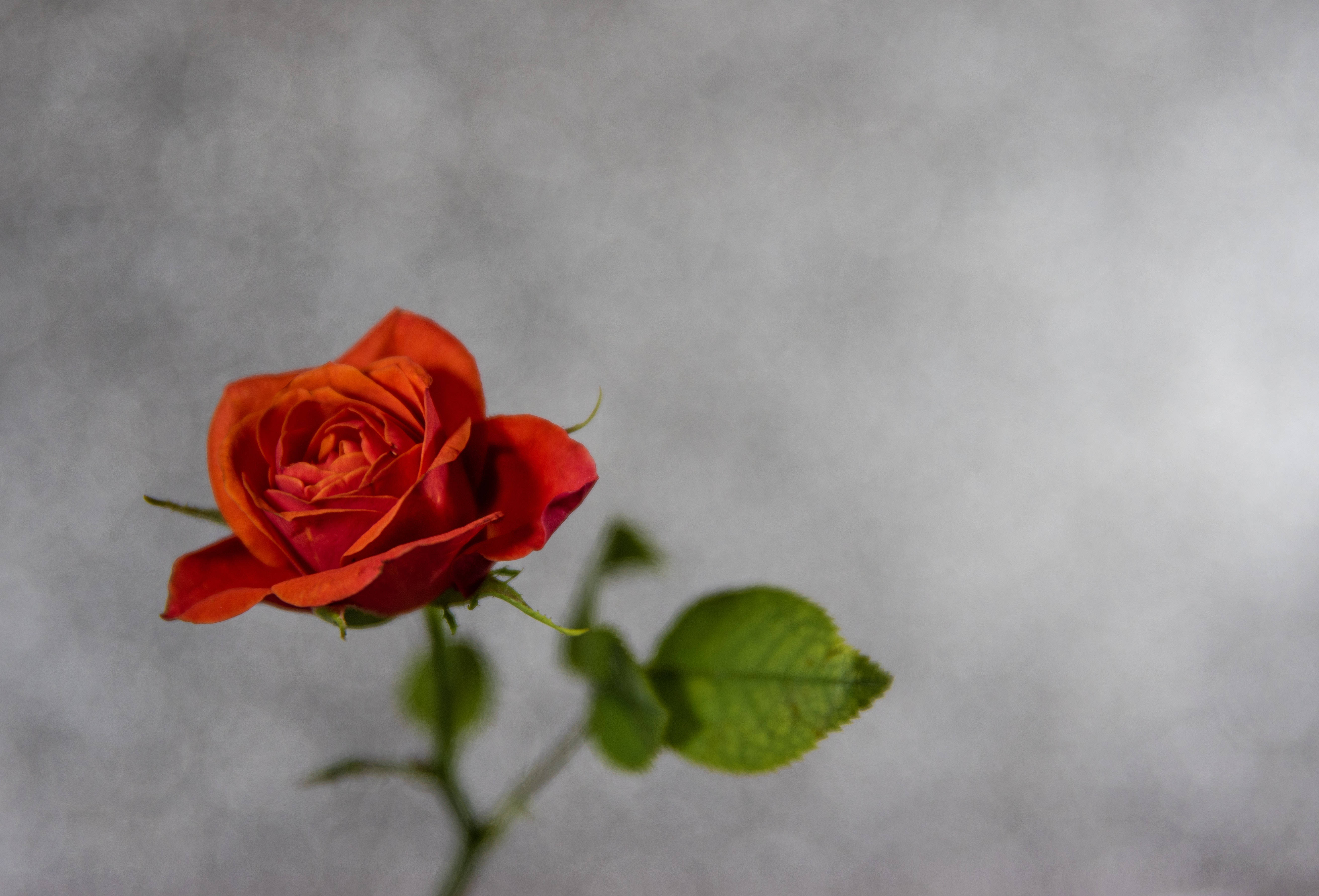 red rose, green leaves, soft gray textured background, 5K Desktop Wallpaper