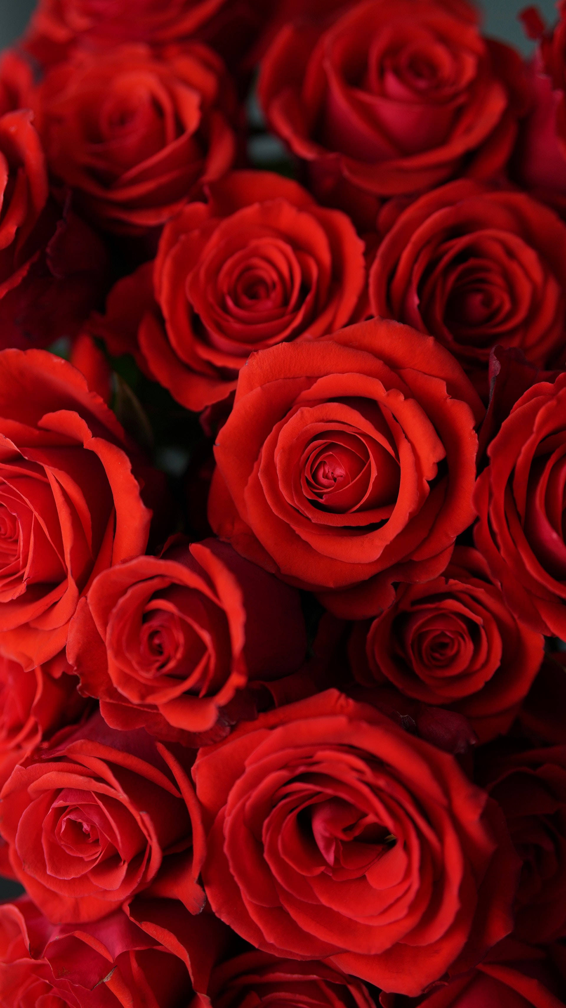 red rose, velvety petals, deep shadows, 2K Phone Wallpaper