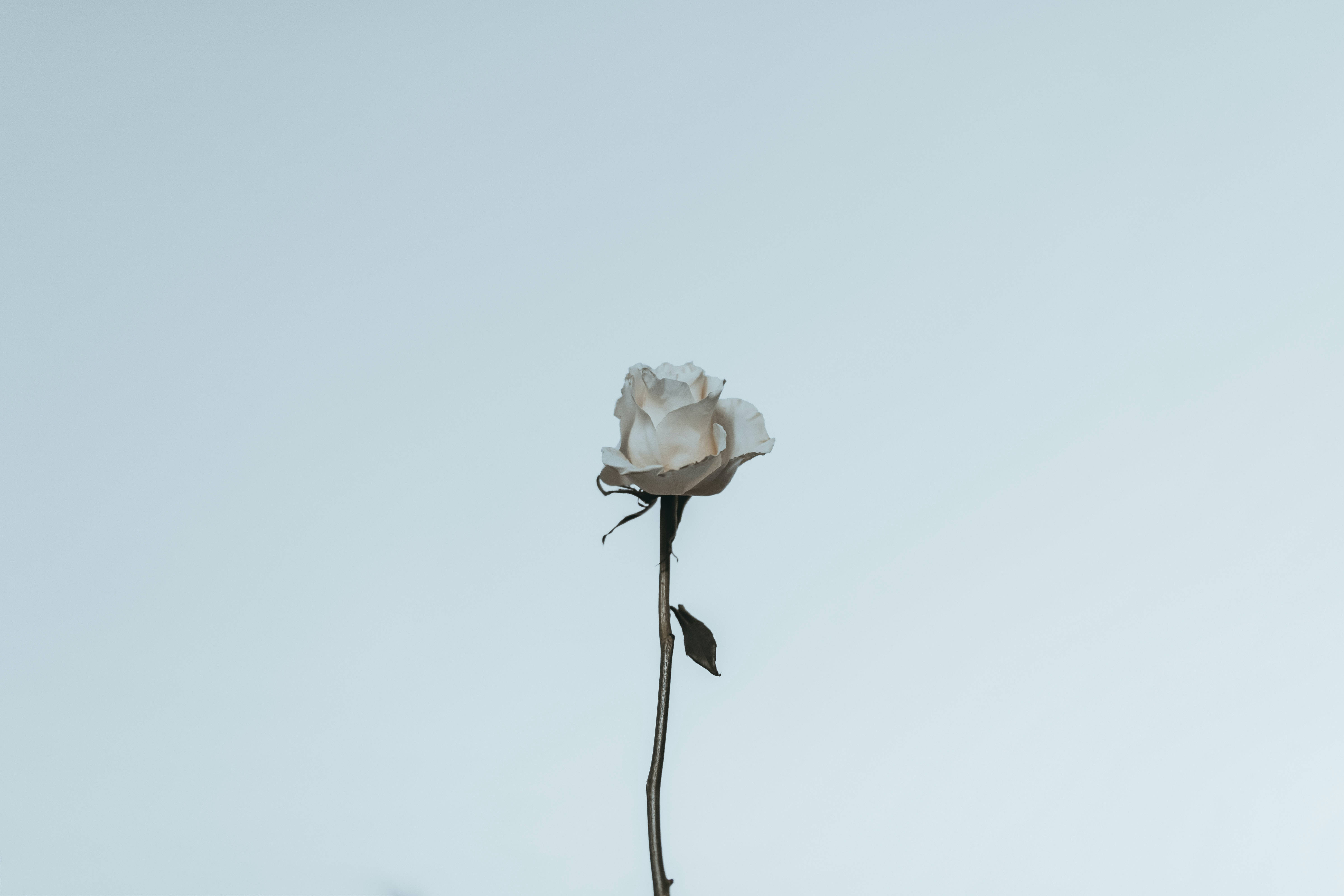 white rose, withered stem, pale blue sky, 5K Desktop Wallpaper