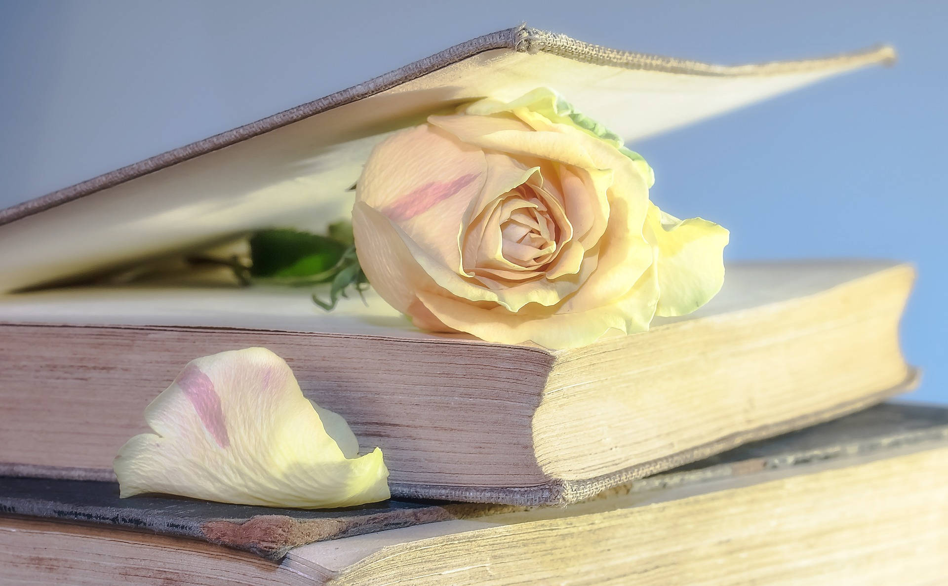 peach rose, aged books, fallen petal, Full HD Desktop Wallpaper