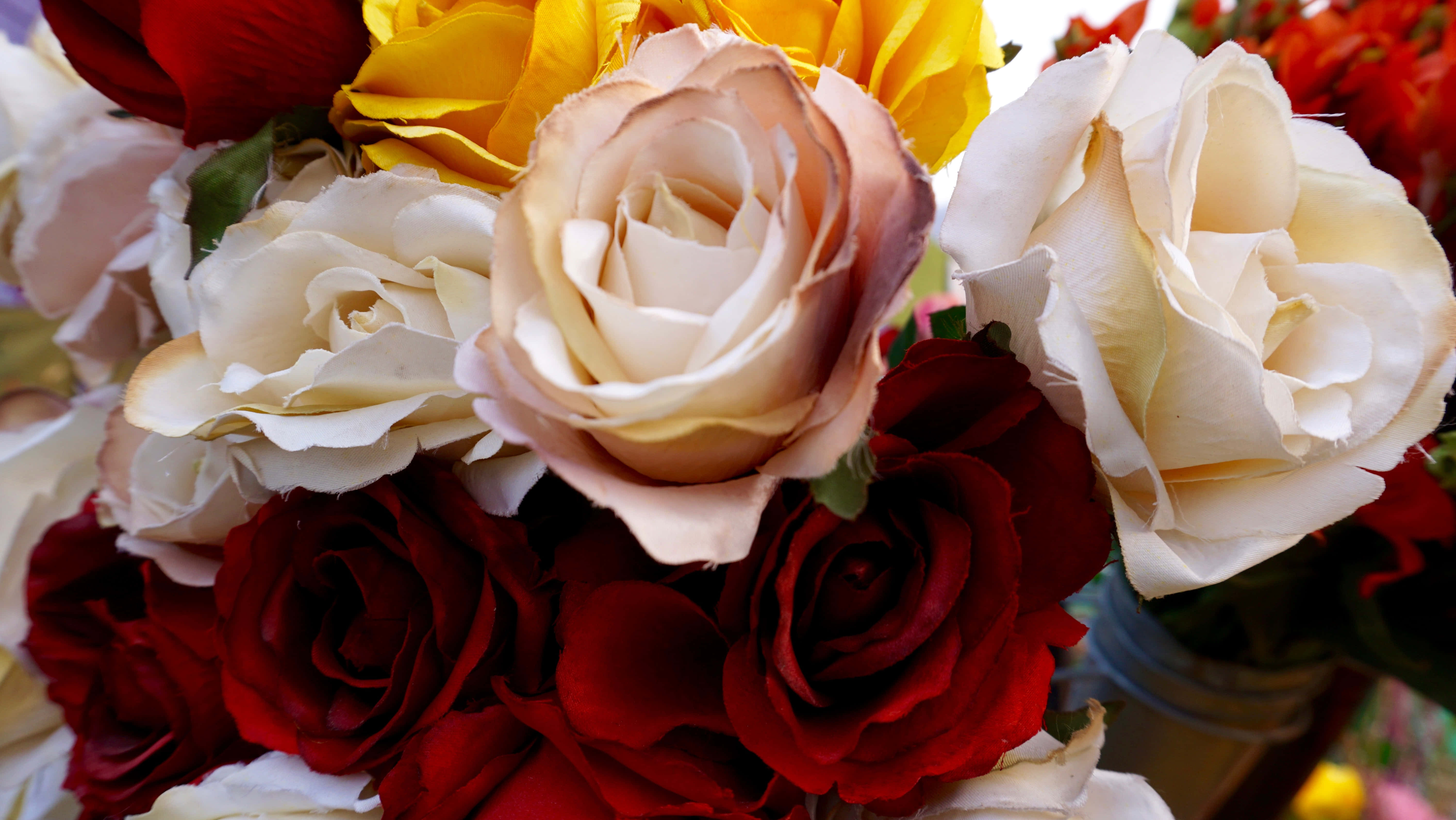 red and white roses, deep red, cream, 5K Desktop Wallpaper